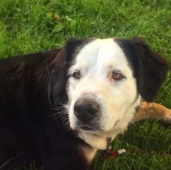 BELLE, Senior Female Bernese Mountain Dog