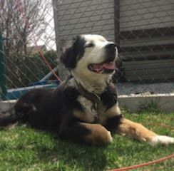 BELLE, a Adoptable mixed breed image 3/4