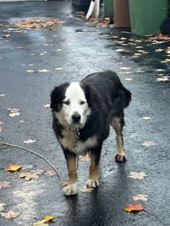 BELLE, a Adoptable mixed breed image 4/4