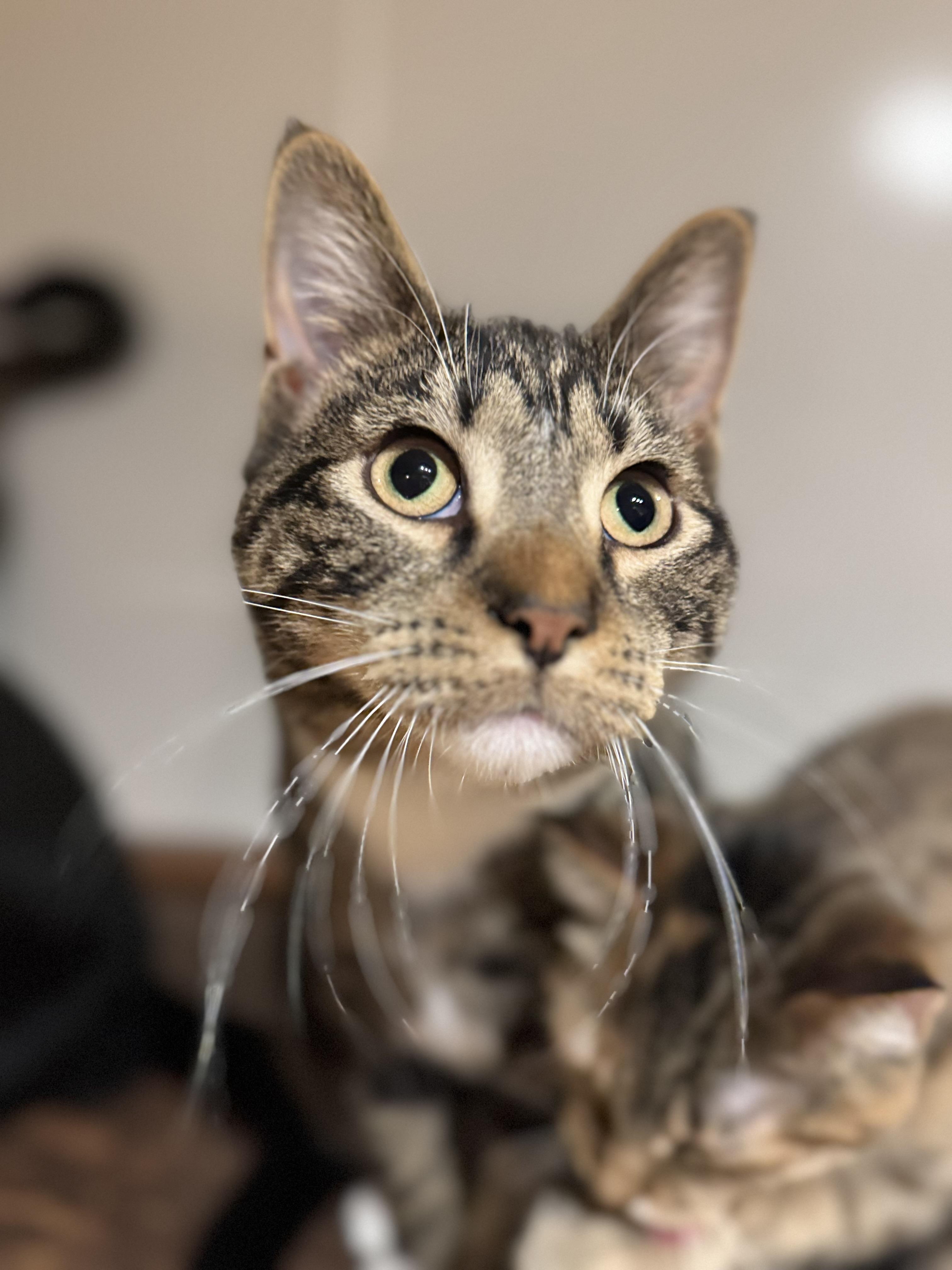 Enlarge Aiden, a Adoptable Domestic Short Hair in North Tonawanda, NY image 3/6