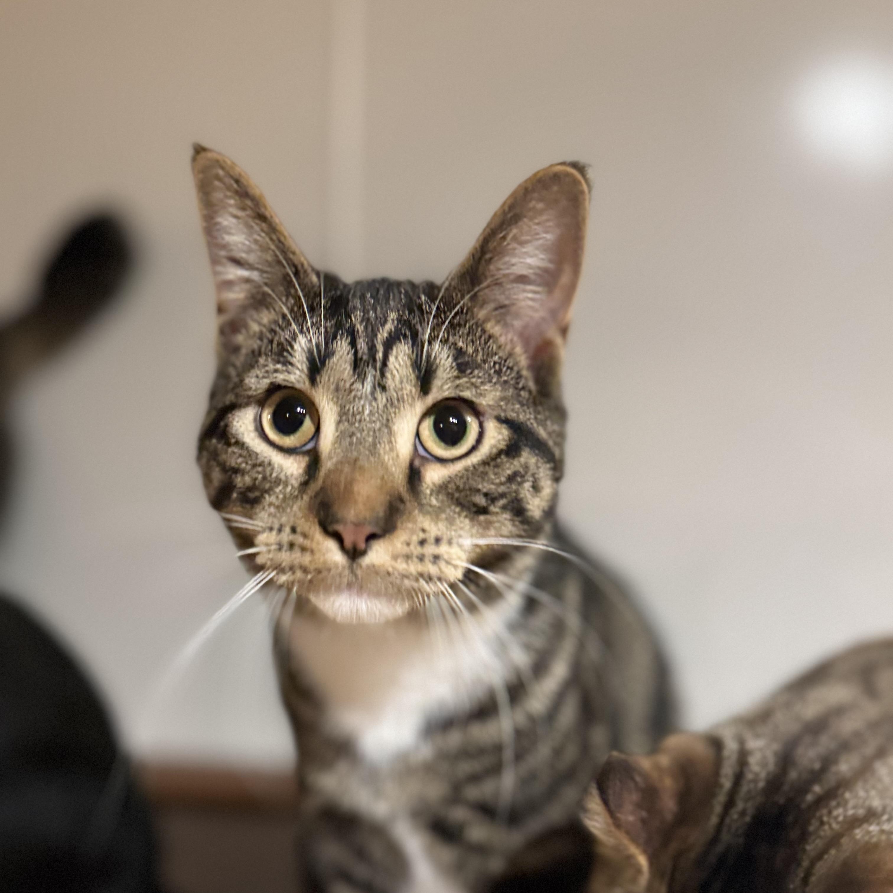 Enlarge Aiden, a Adoptable Domestic Short Hair in North Tonawanda, NY image 1/6