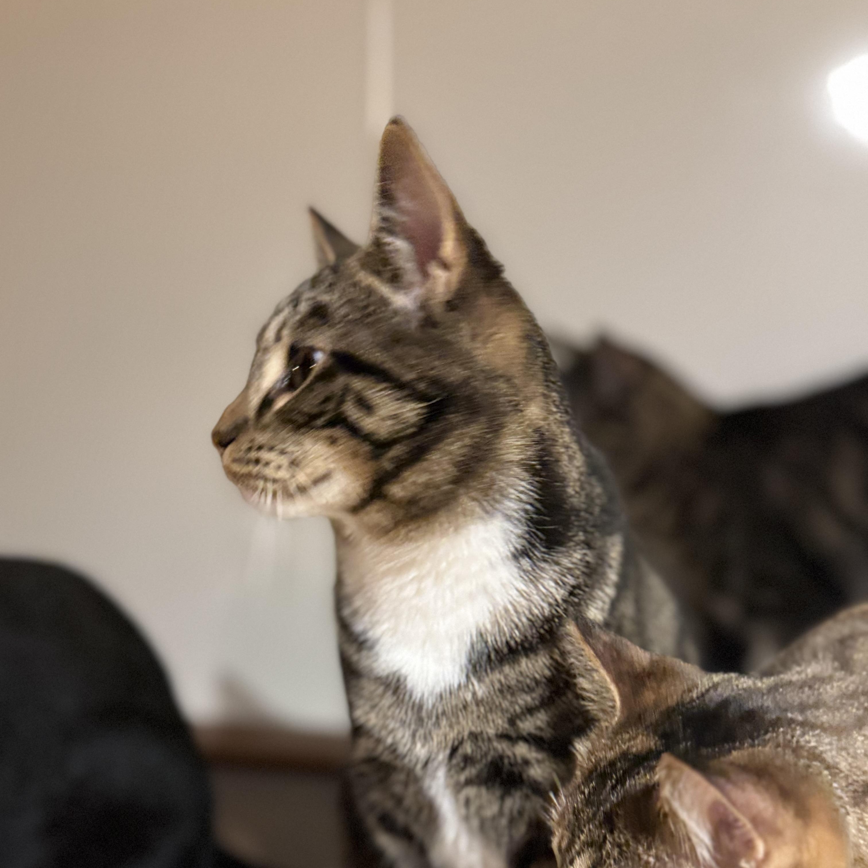 Enlarge Aiden, a Adoptable Domestic Short Hair in North Tonawanda, NY image 2/6