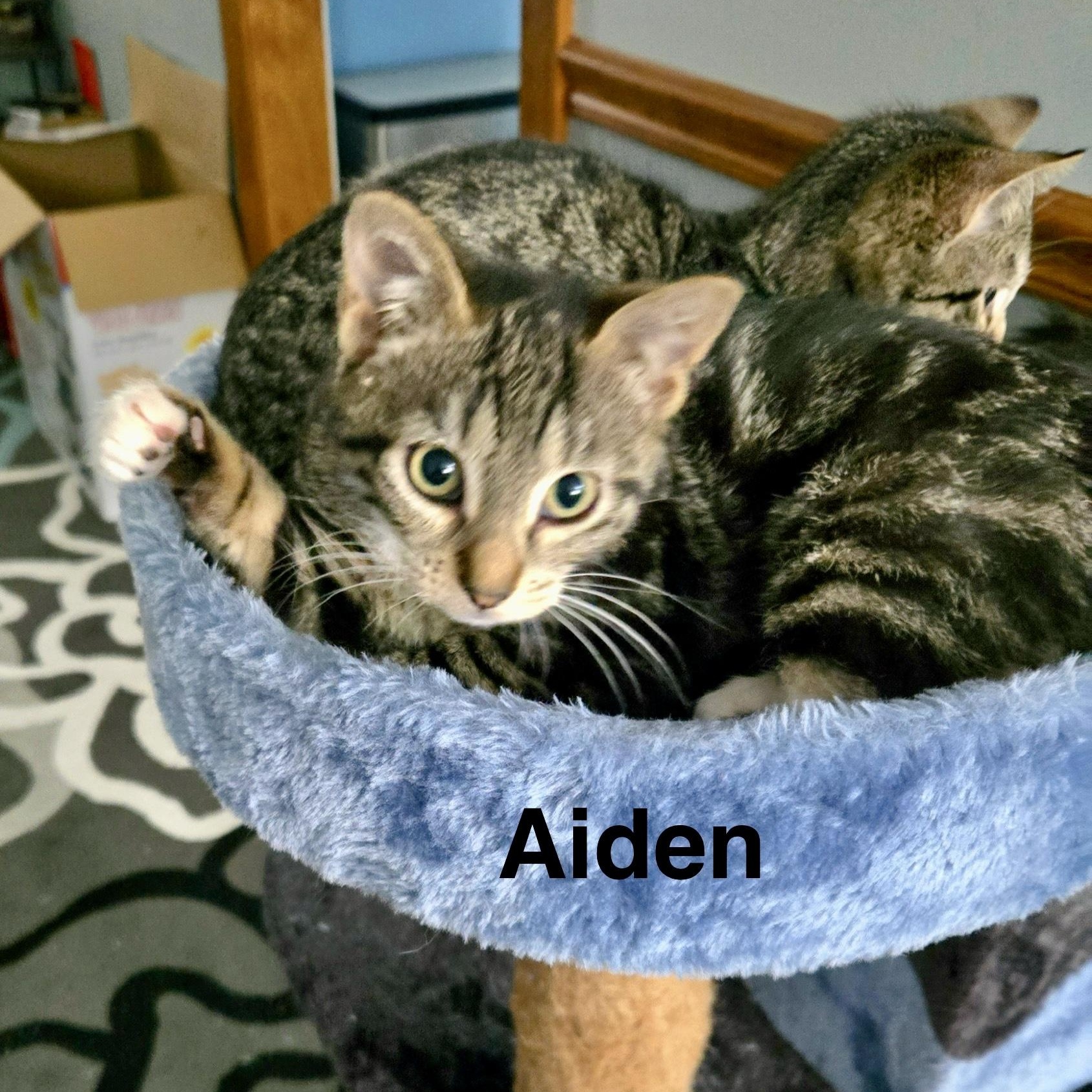 Aiden, Adoptable, Young Male Domestic Short Hair.