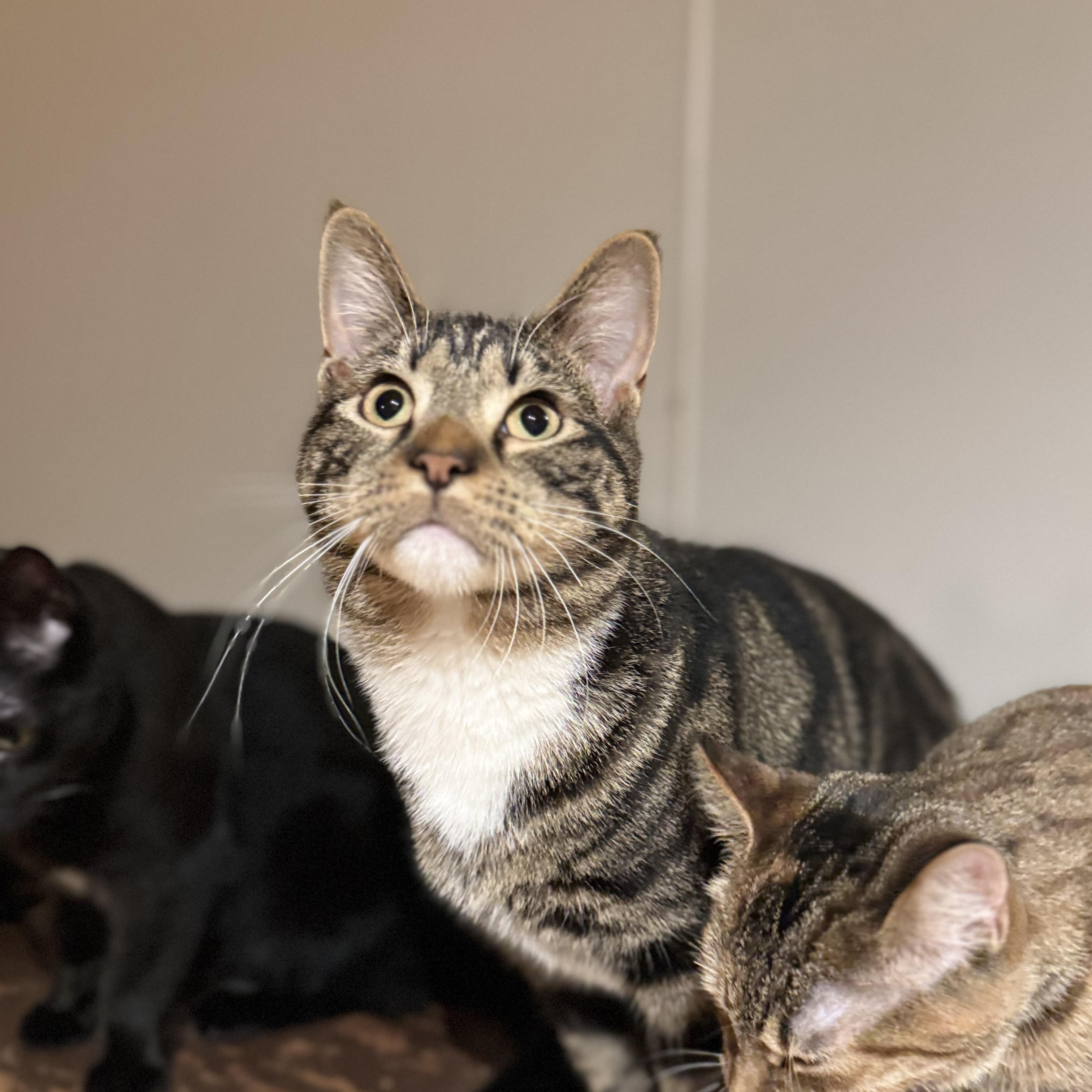 Enlarge Aiden, a Adoptable Domestic Short Hair in North Tonawanda, NY image 4/6