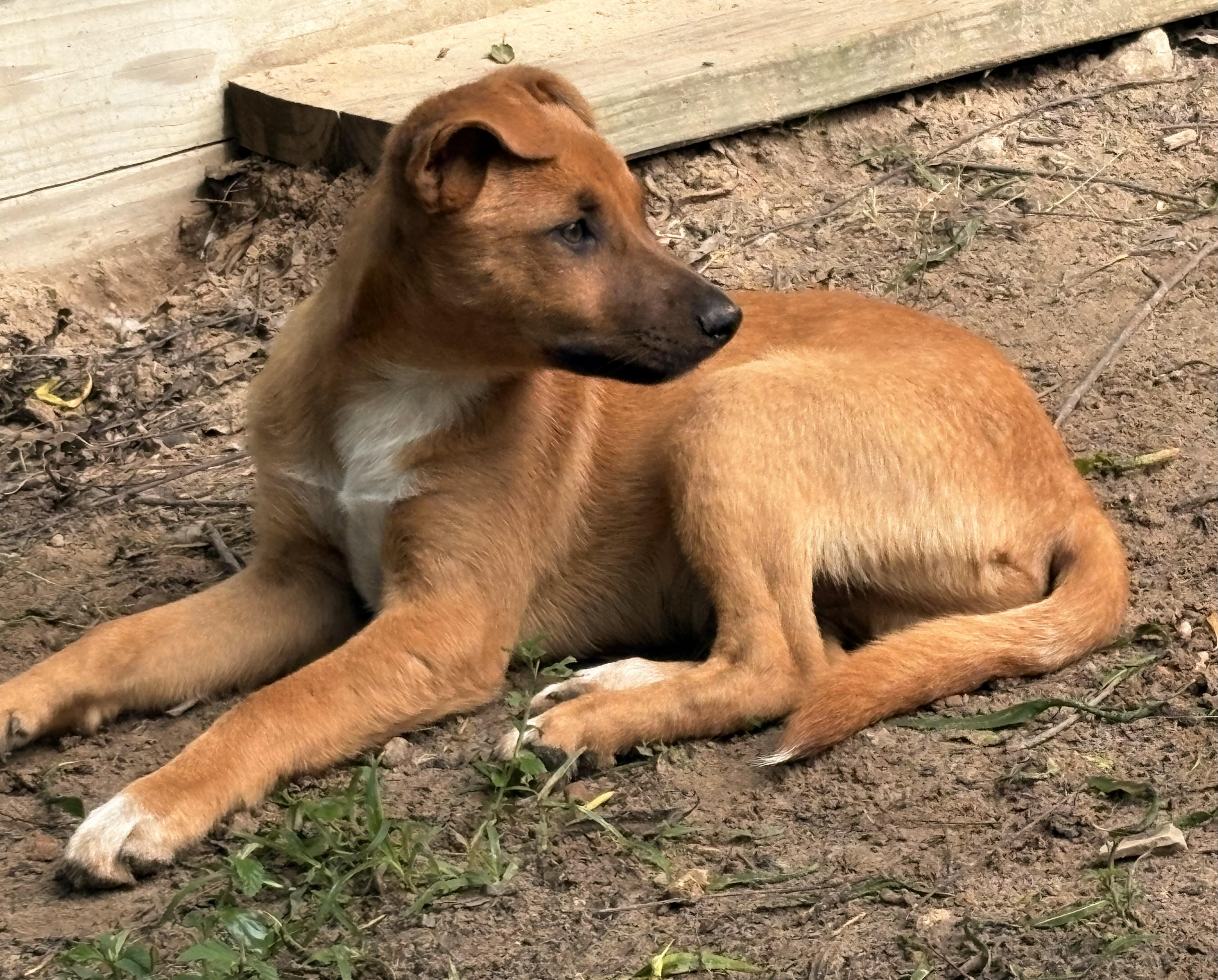 Cuddly Cody , a Adoptable mixed breed in Grand Rapids , MI image 4/5
