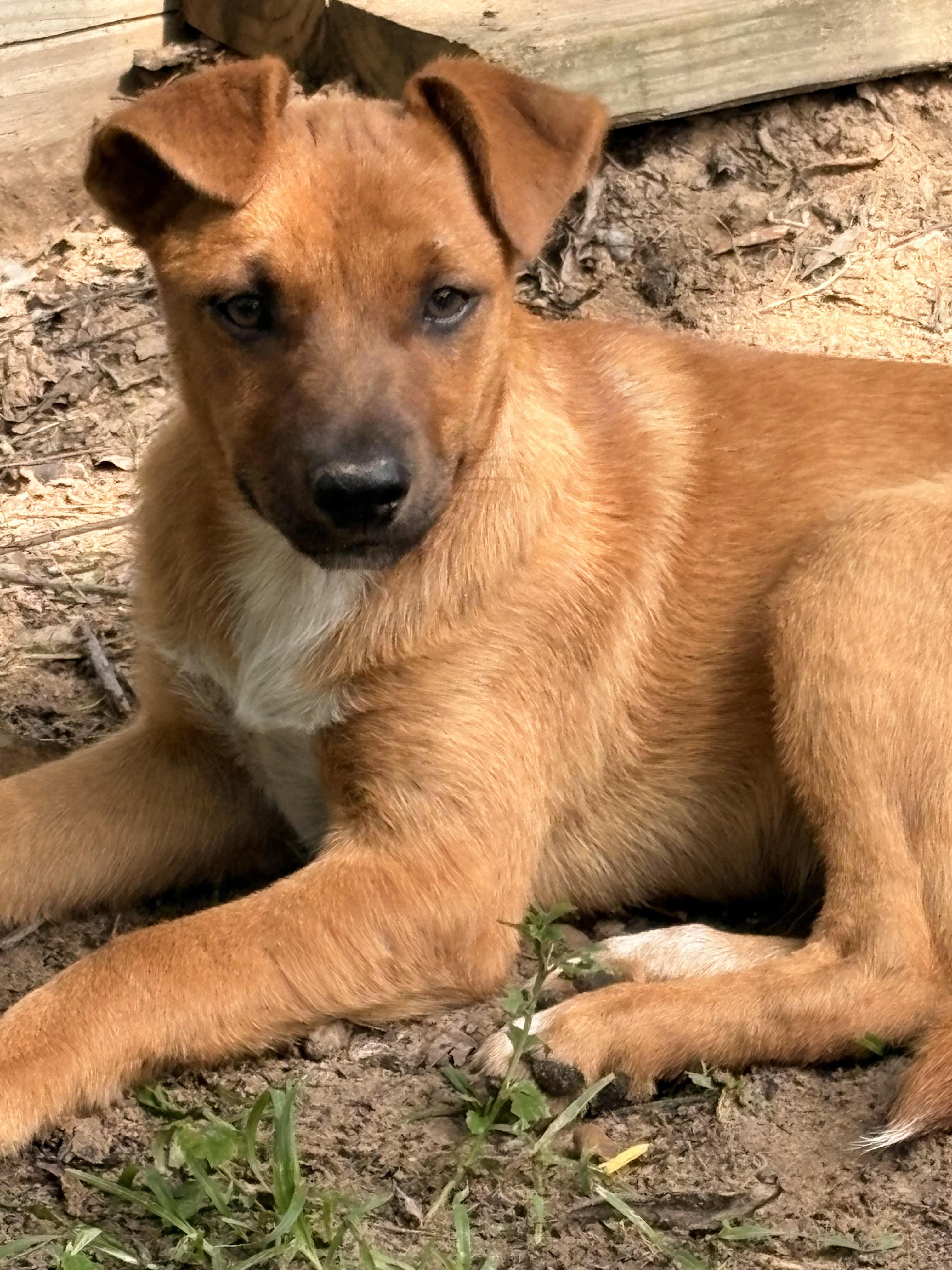 Cuddly Cody , Adoptable, Puppy Male German Shepherd Dog & English Shepherd.