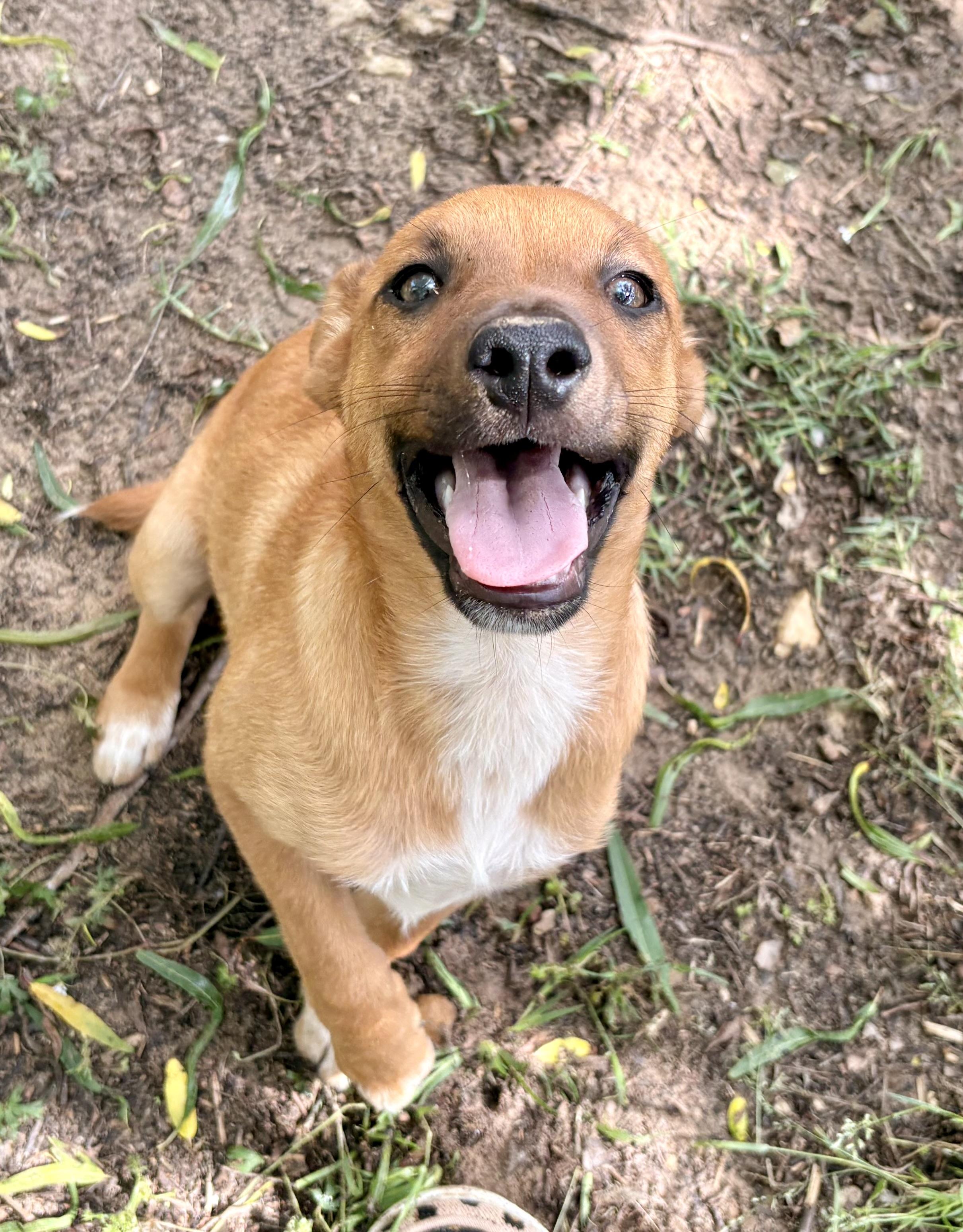 Cuddly Cody , a Adoptable mixed breed in Grand Rapids , MI image 2/5