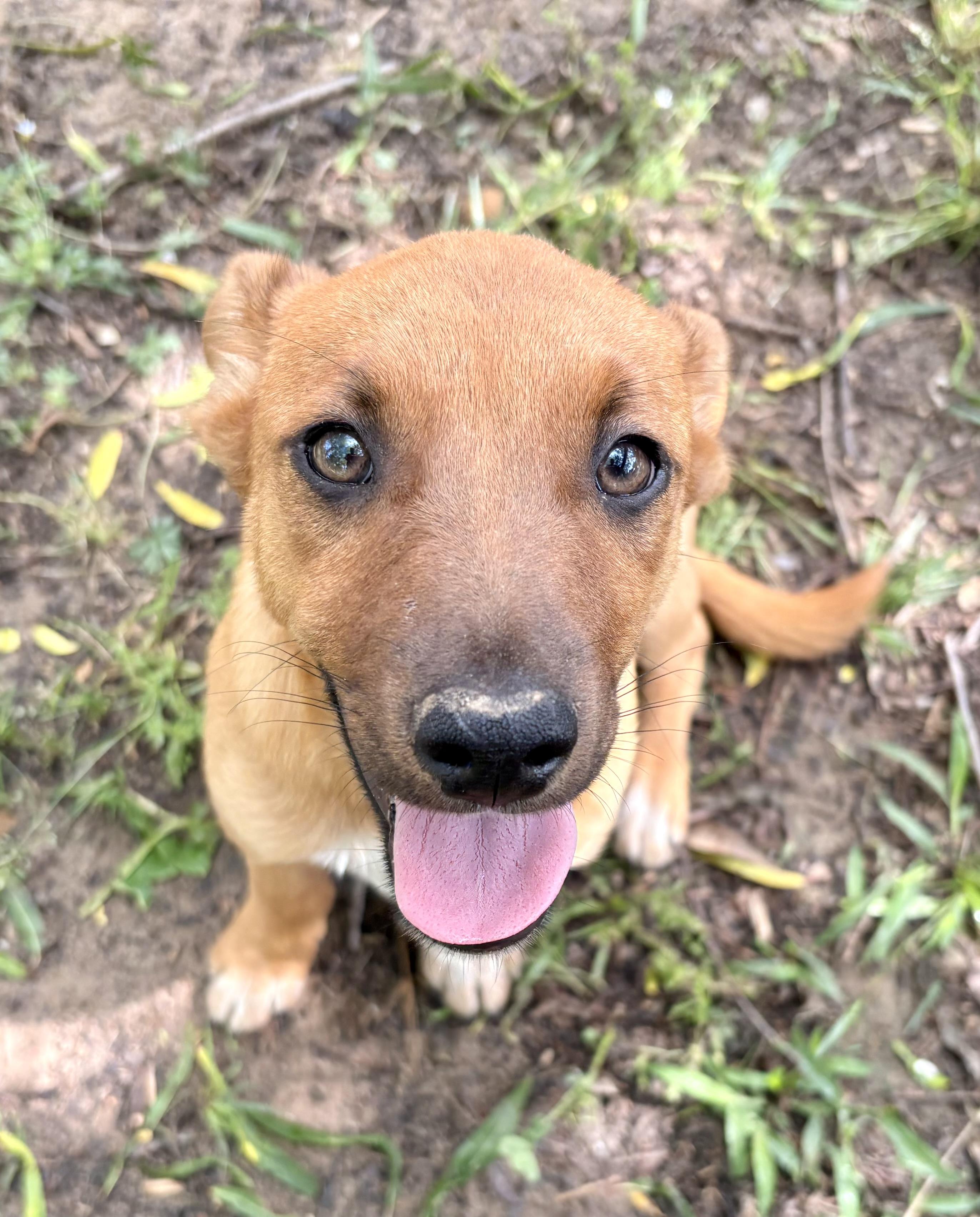 Cuddly Cody , a Adoptable mixed breed in Grand Rapids , MI image 3/5