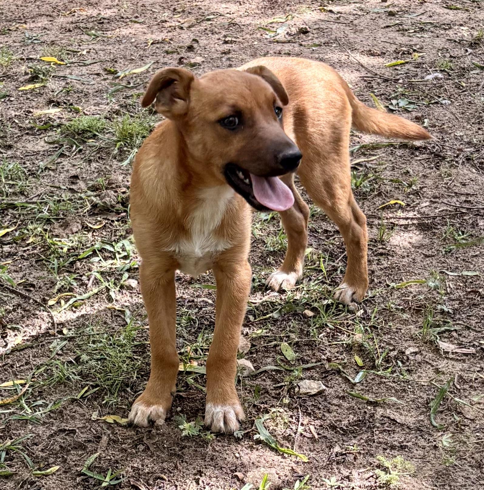 Cuddly Cody , a Adoptable mixed breed in Grand Rapids , MI image 5/5