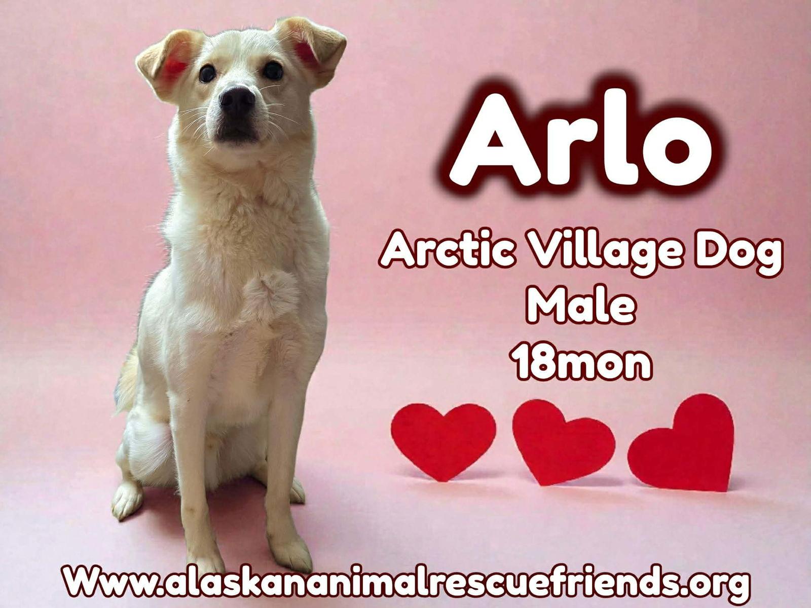Arlo, Adoptable, Adult Male Husky.