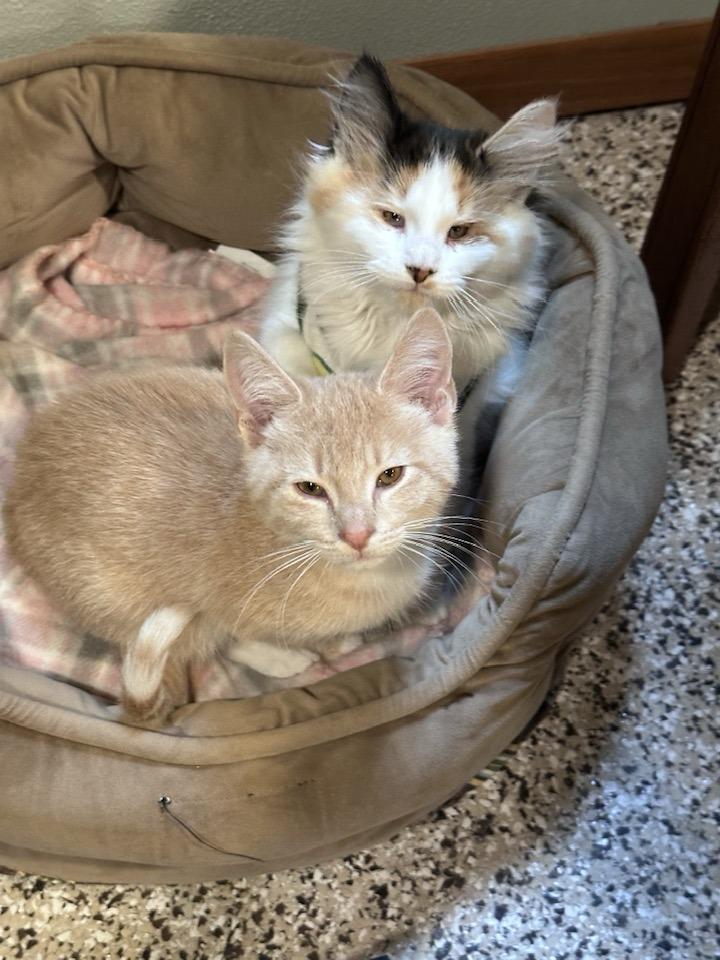 Enlarge SPOT, an adopted Domestic Long Hair in Grand Forks, ND image 2/2