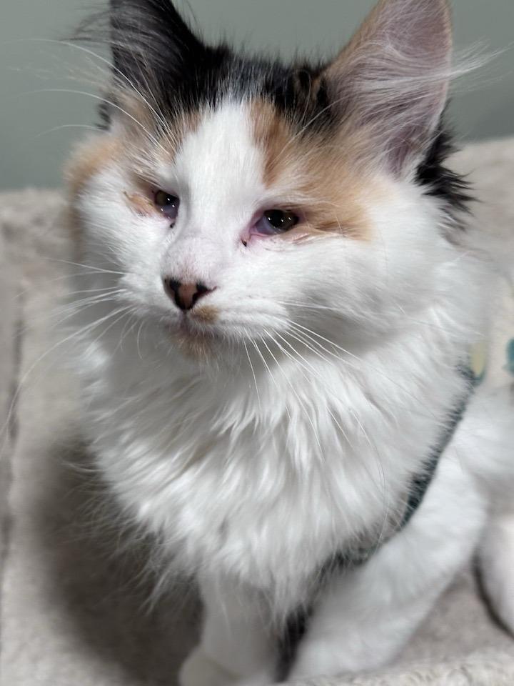 Enlarge SPOT, an adopted Domestic Long Hair in Grand Forks, ND image 1/2