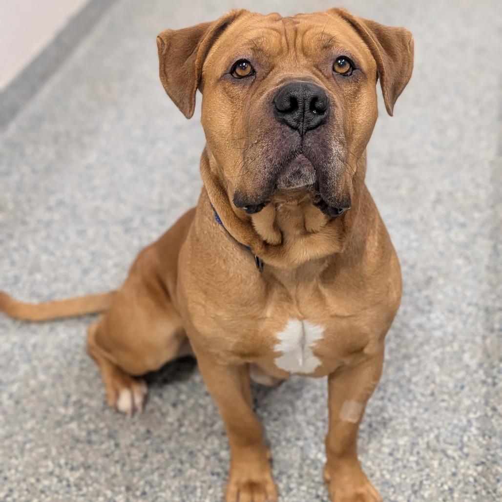 Bruce, Adoptable, Adult Male English Bulldog.