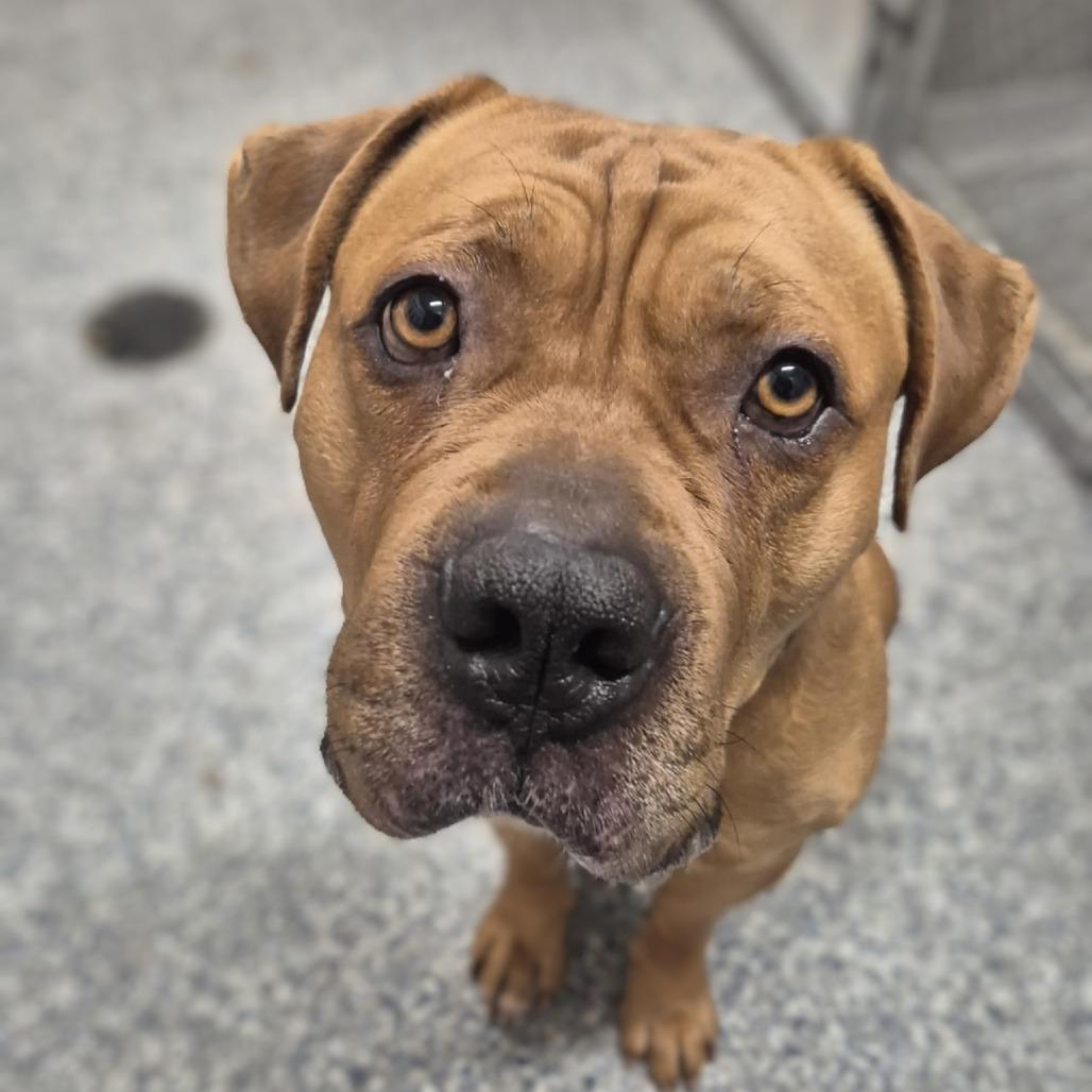 Bruce, Adoptable, Adult Male English Bulldog.