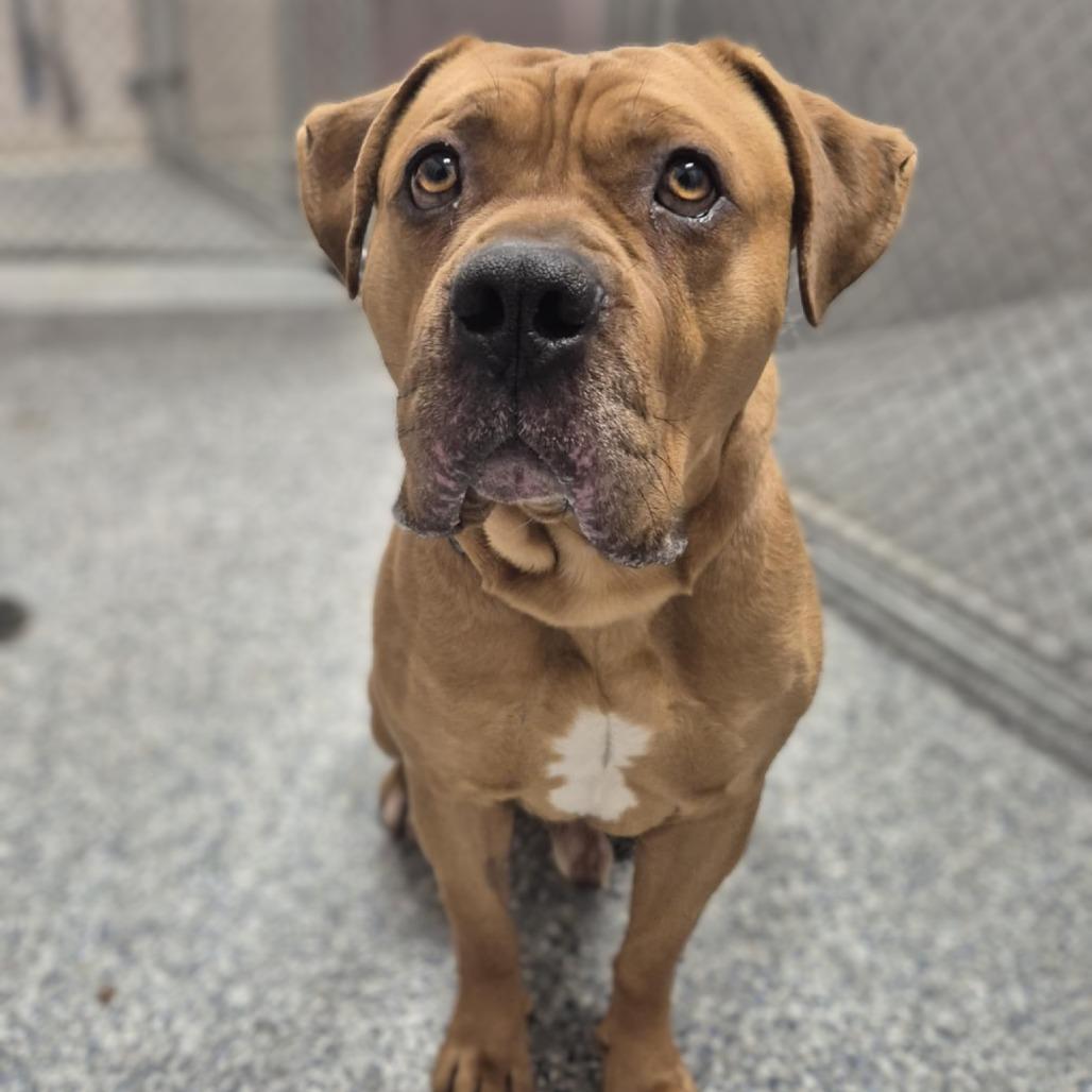 Enlarge Bruce, a Adoptable English Bulldog in Prairie du Chien, WI image 2/2
