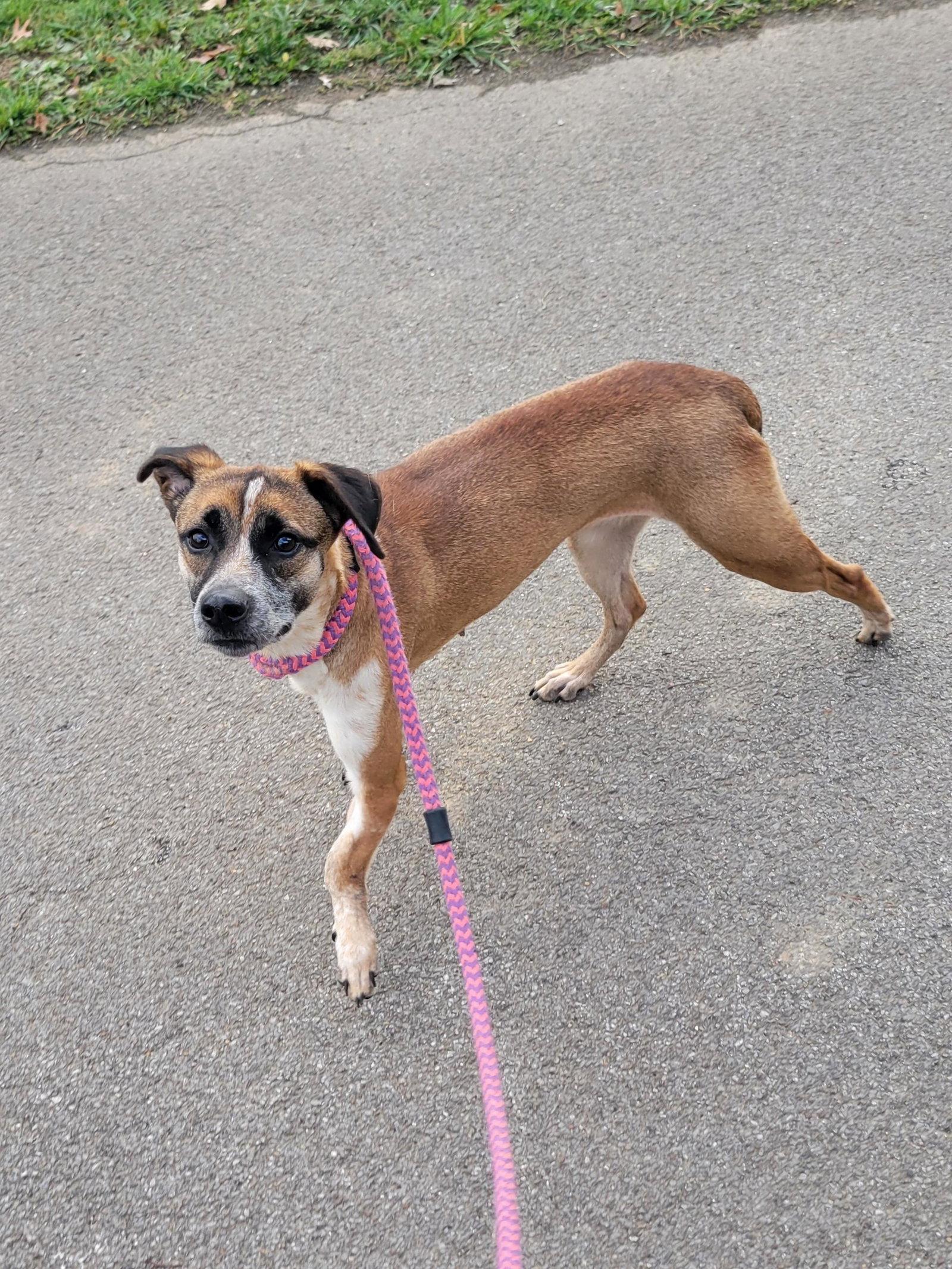 Thelma, Adoptable, Adult Female Mountain Cur.