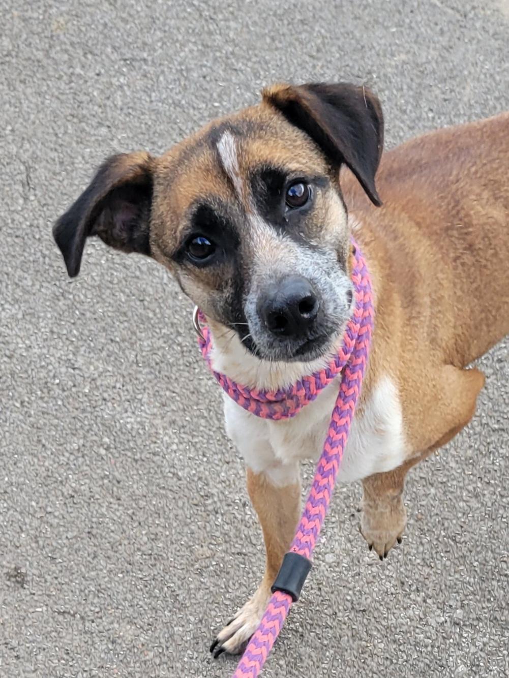 Enlarge Thelma, a Adoptable Mountain Cur in New Martinsville, WV image 2/2