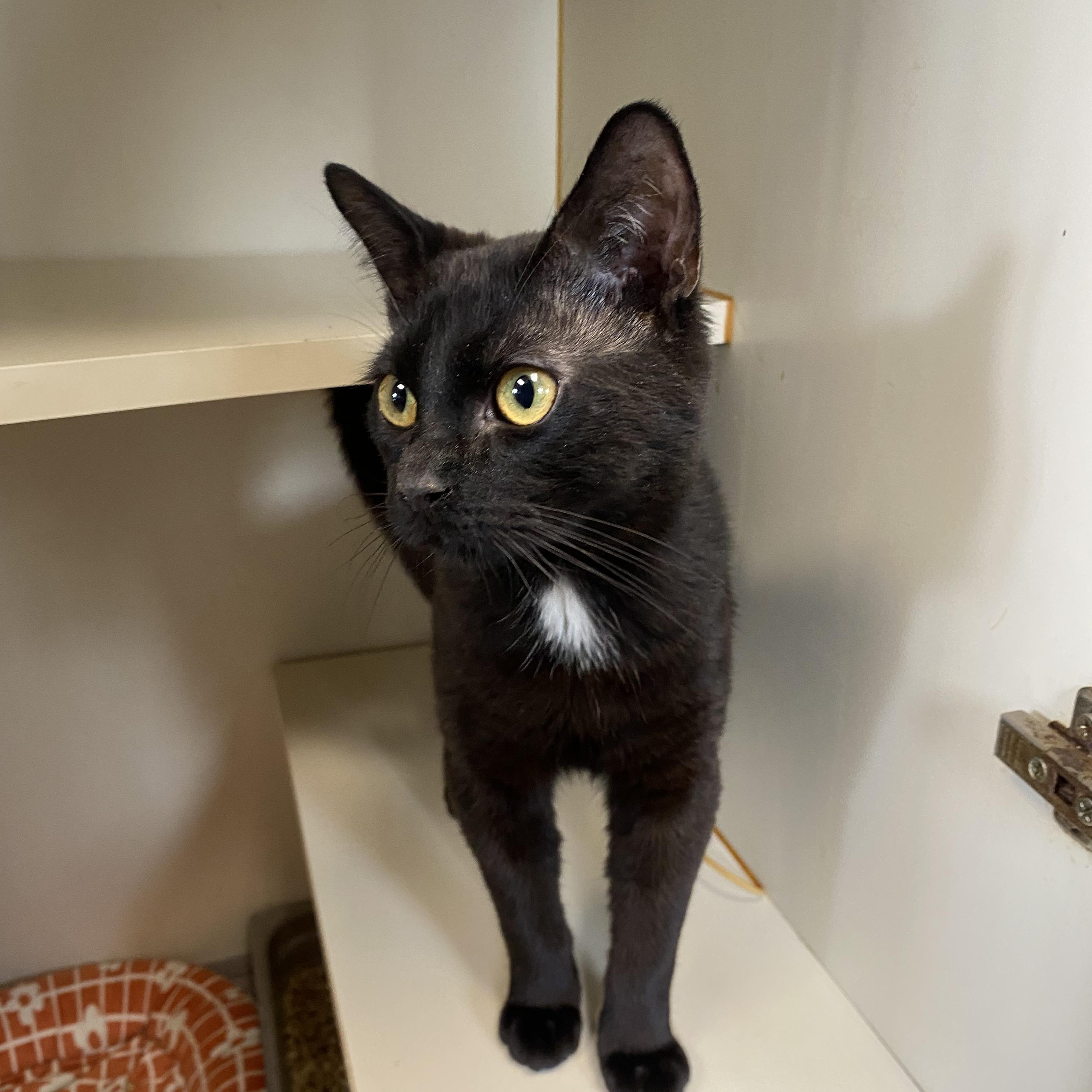 Enlarge Alfred, a ADOPTABLE Domestic Short Hair in Somerset, NJ image 2/3
