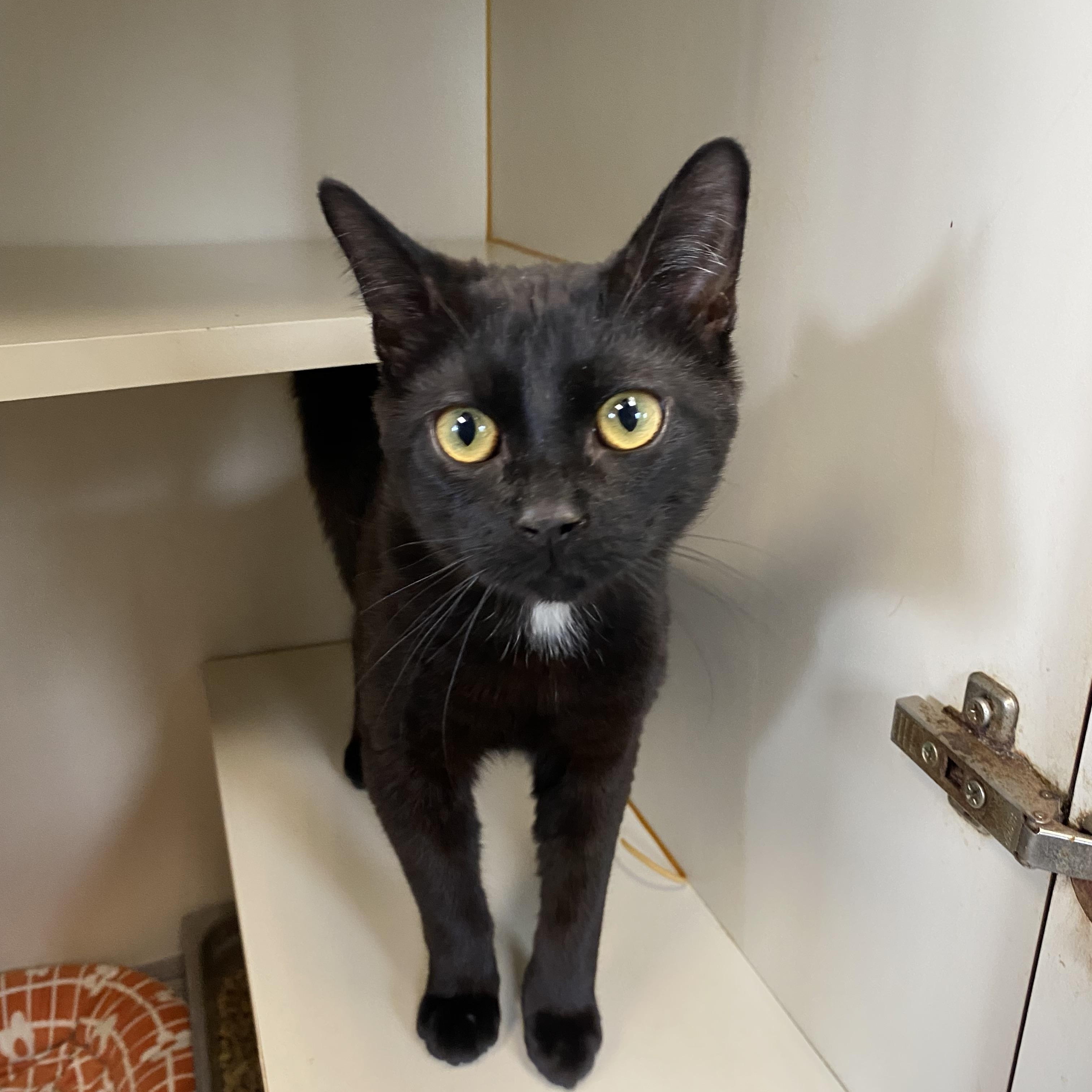 Alfred, ADOPTABLE, Young Male Domestic Short Hair.