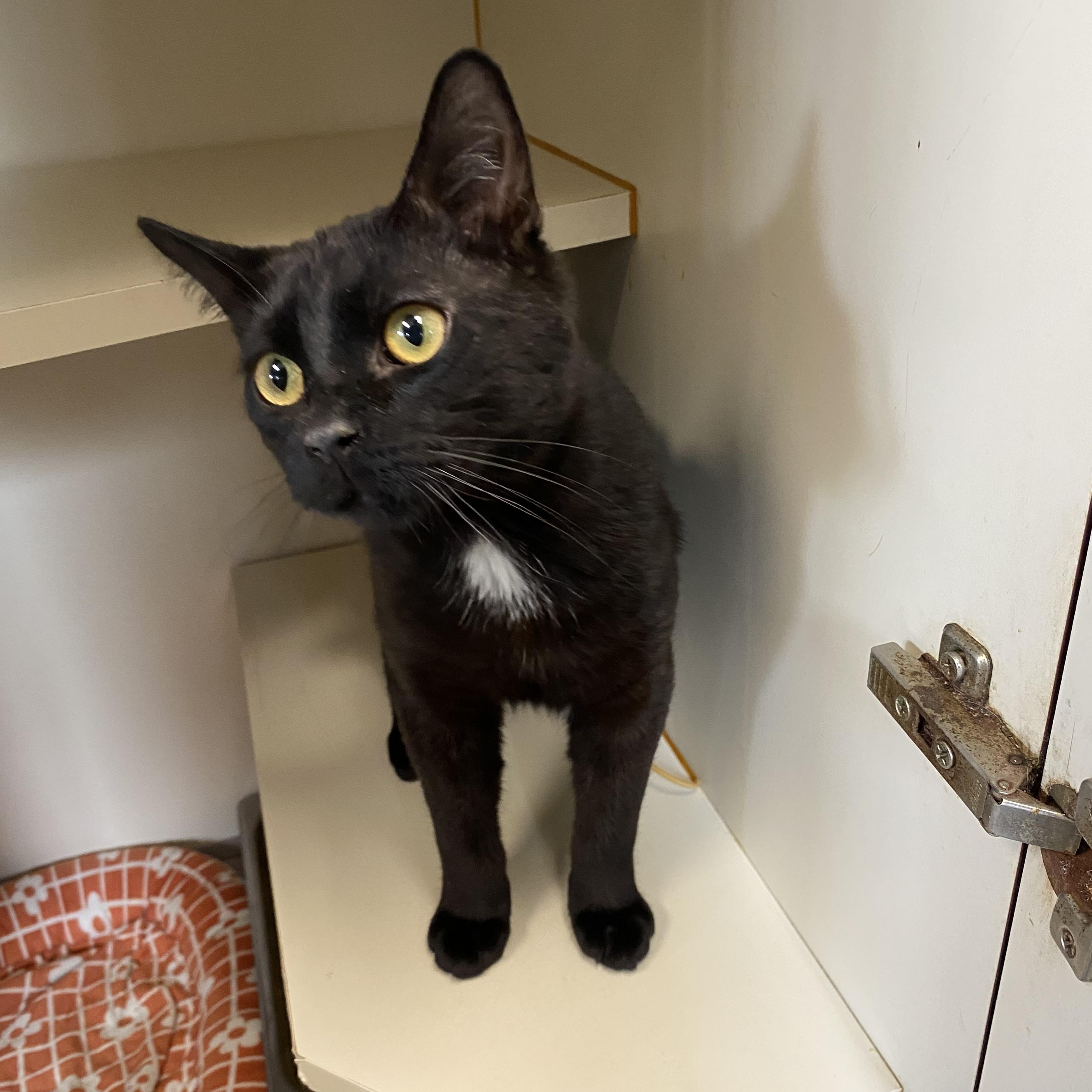 Enlarge Alfred, a ADOPTABLE Domestic Short Hair in Somerset, NJ image 3/3