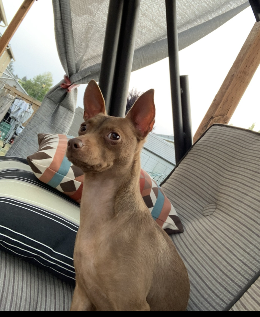 Enlarge Reese’s, a Adoptable mixed breed in Lacey, WA image 3/5