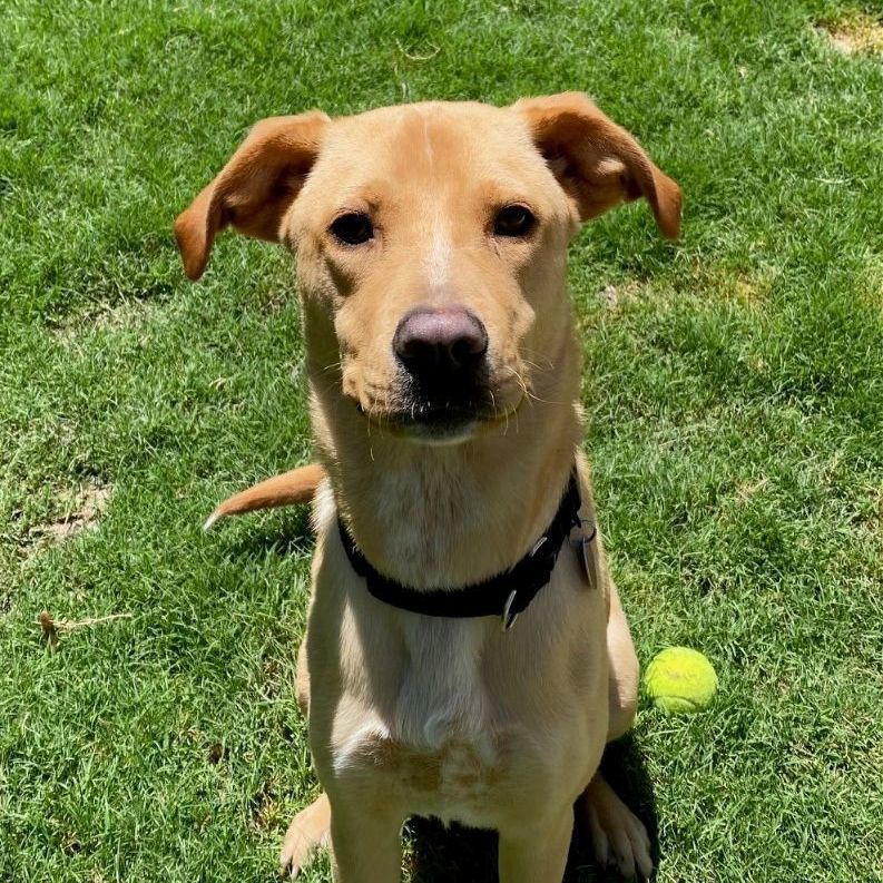 Snitch, a Adoptable Retriever in College Station, TX image 1/3