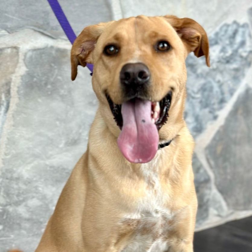 Snitch, a Adoptable Retriever in College Station, TX image 2/3