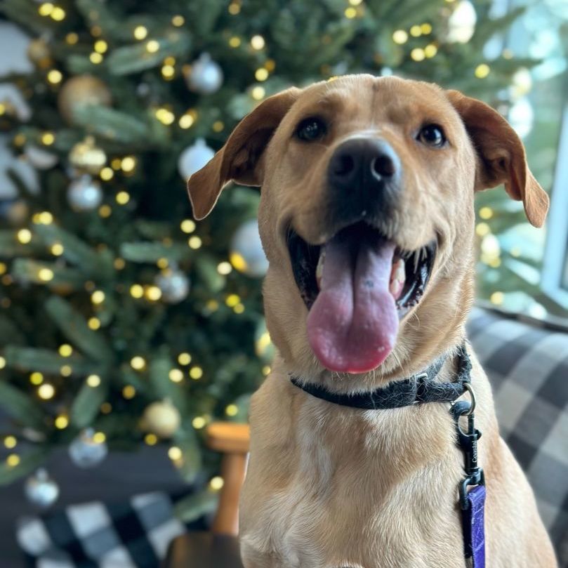 Snitch, a Adoptable Retriever in College Station, TX image 3/3