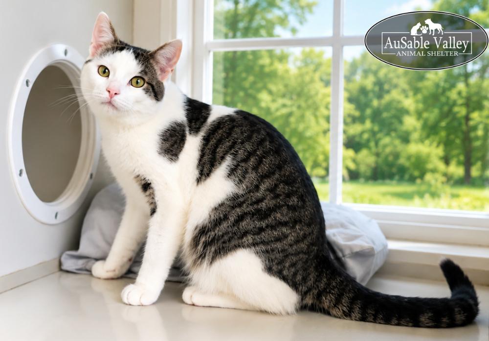 Wade, ADOPTABLE, Adult Male Domestic Short Hair.