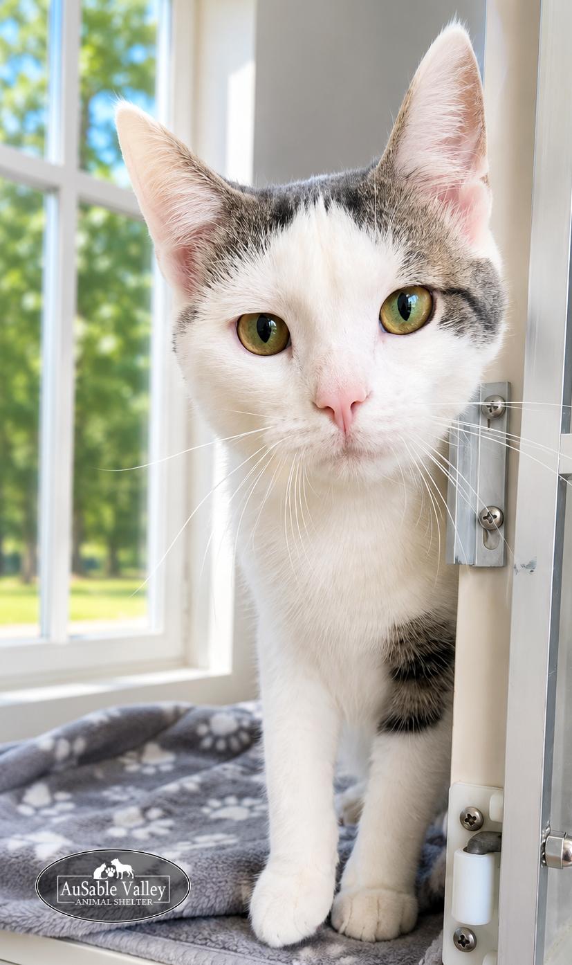 Enlarge Wade, a ADOPTABLE mixed breed in Grayling, MI image 3/3