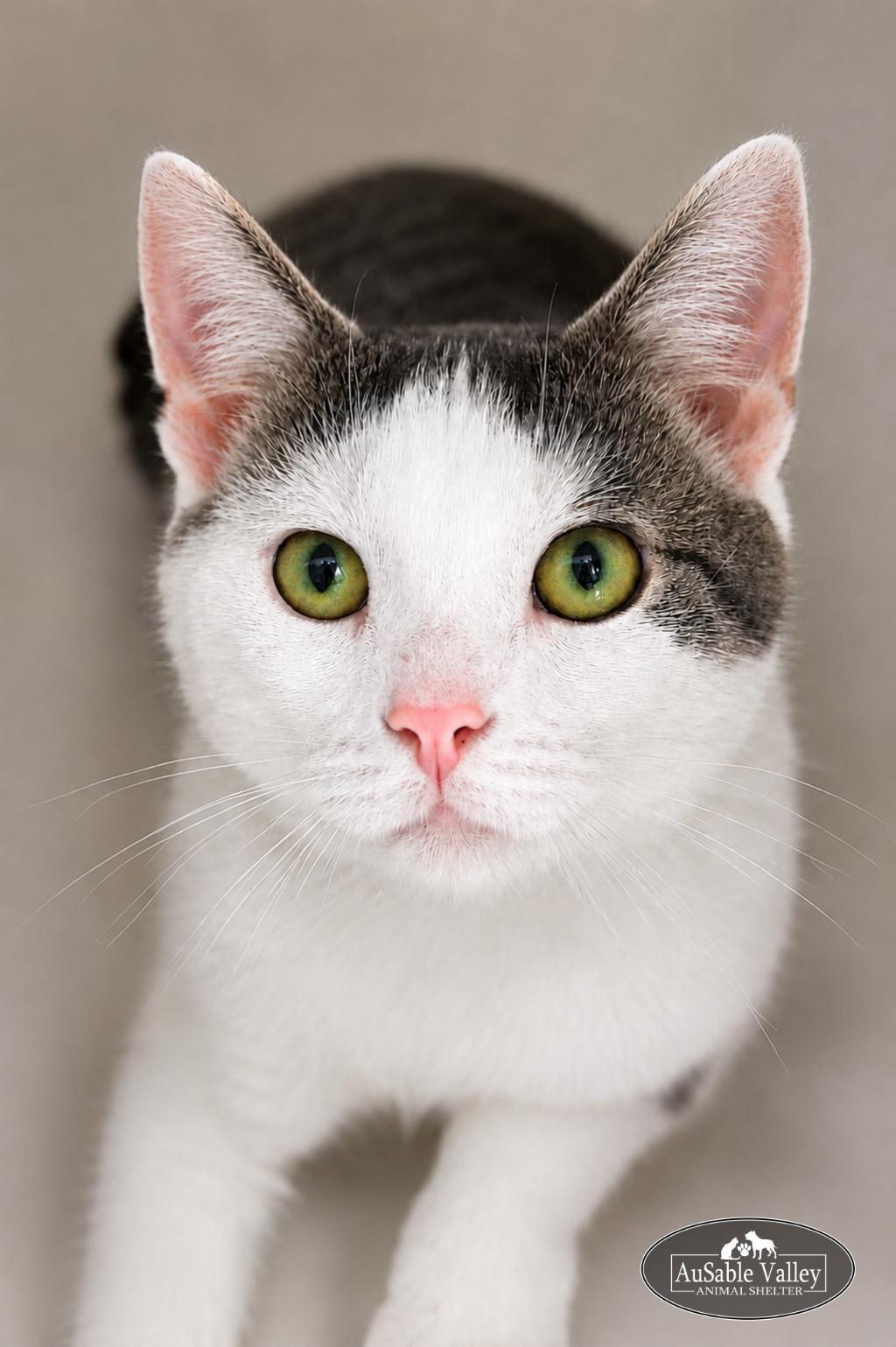 Enlarge Wade, a ADOPTABLE mixed breed in Grayling, MI image 2/3