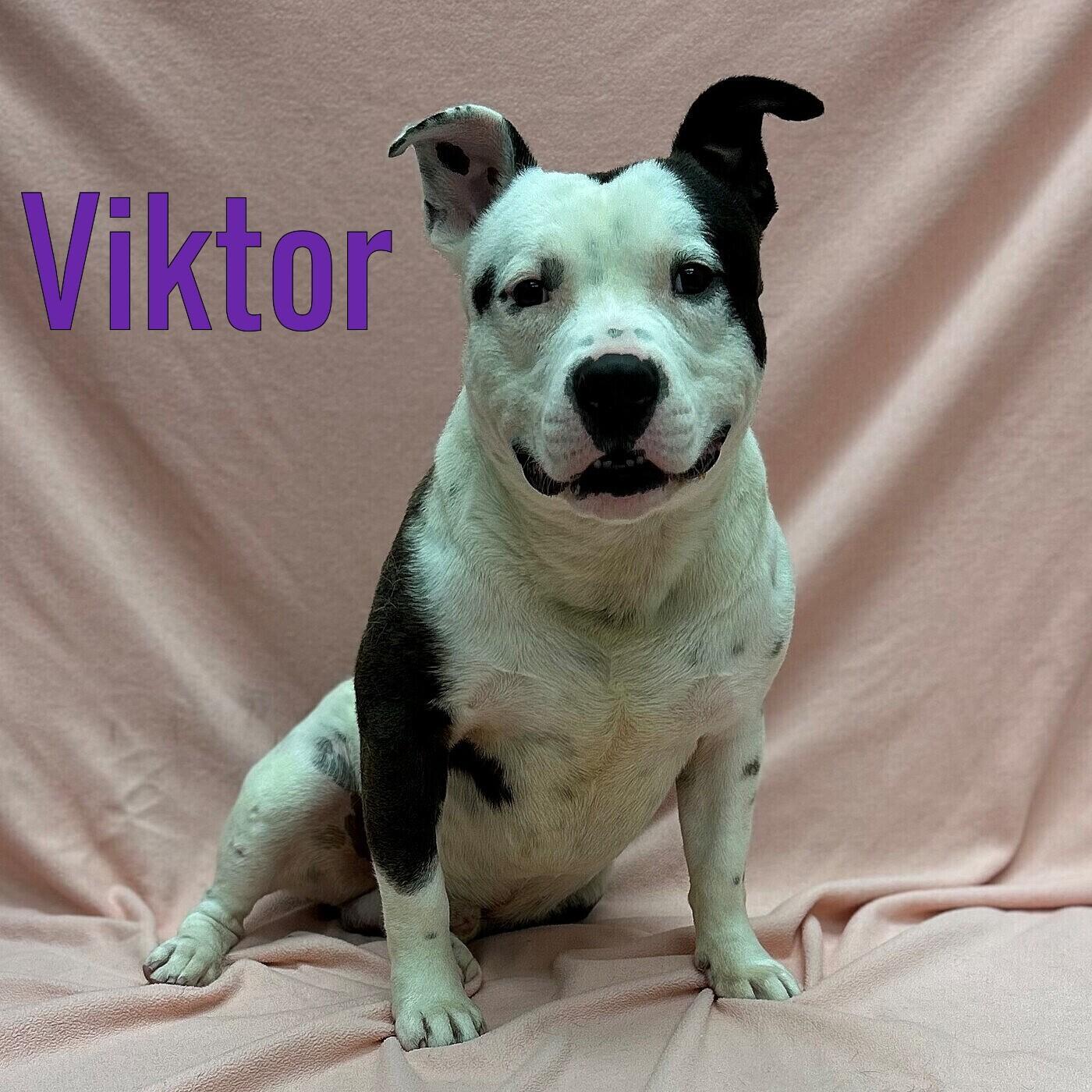 Viktor