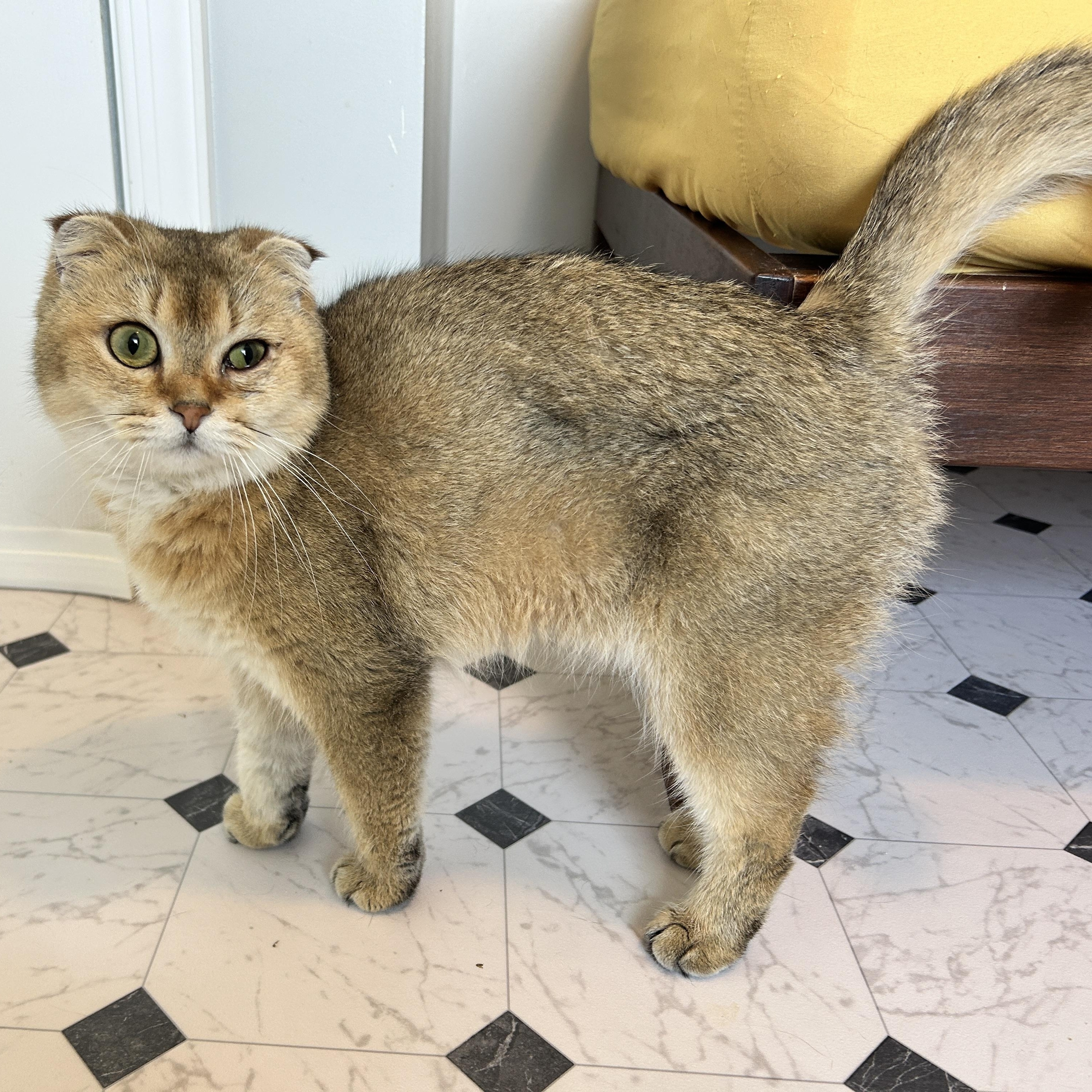 Enlarge June, a Adopted mixed breed in Lancaster, PA image 3/3