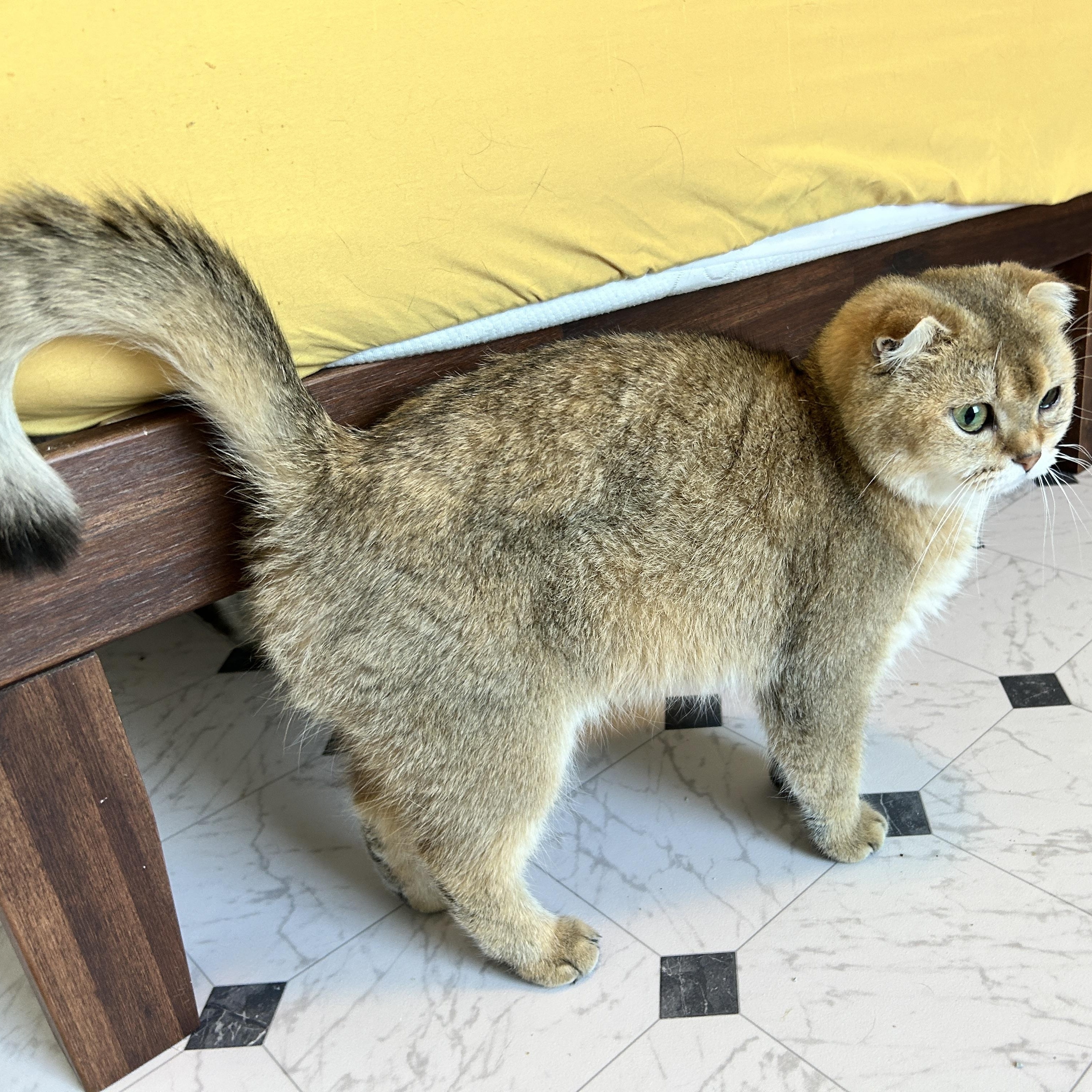 June, Adopted, Young Female Scottish Fold & British Shorthair.