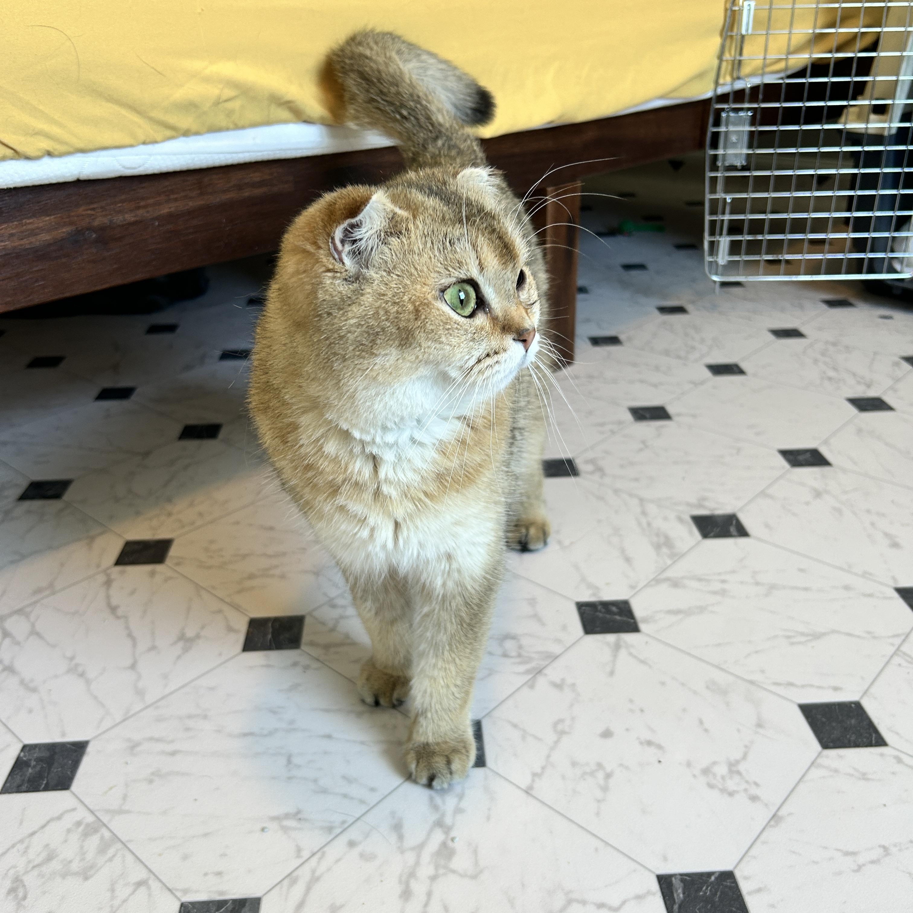 Enlarge June, a Adopted mixed breed in Lancaster, PA image 2/3