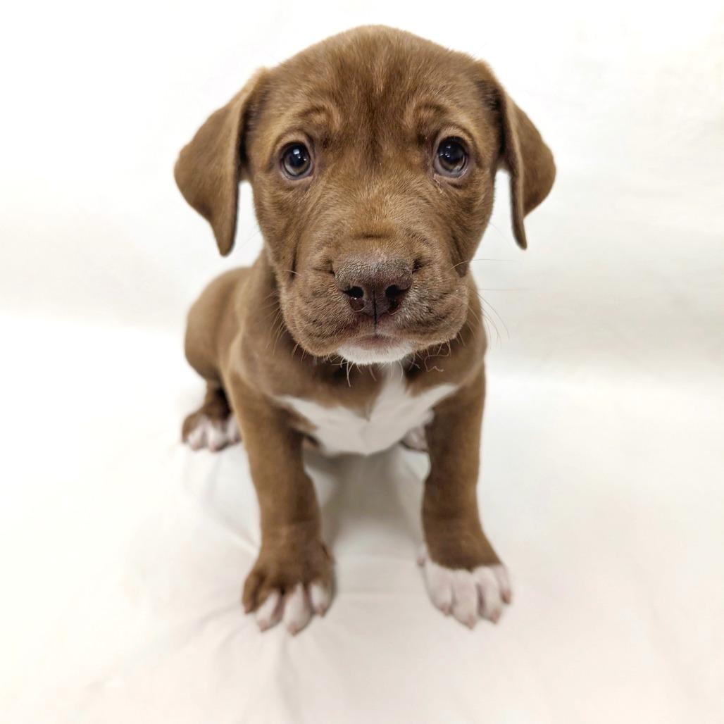 81 (2026) Copper, a Adoptable mixed breed in Parker, CO image 1/4