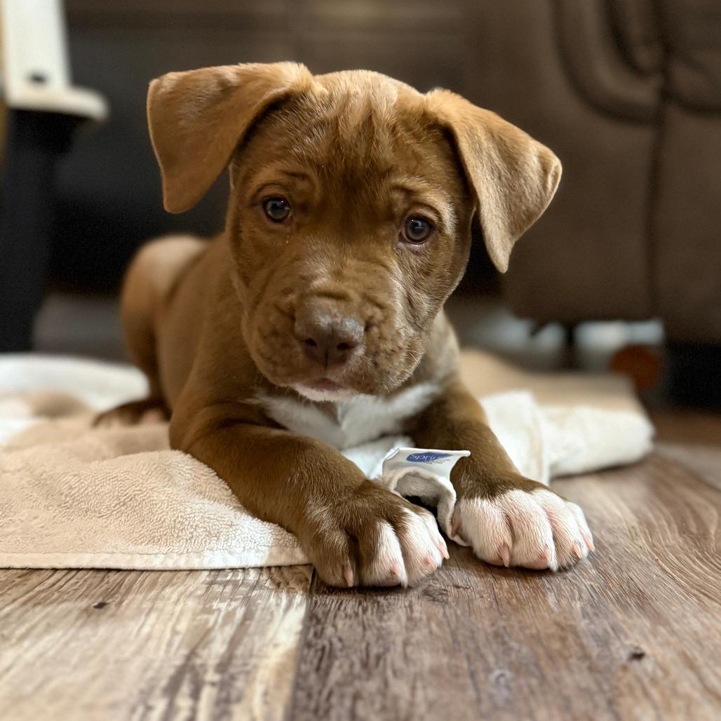 81 (2026) Copper, a Adoptable mixed breed in Parker, CO image 2/4