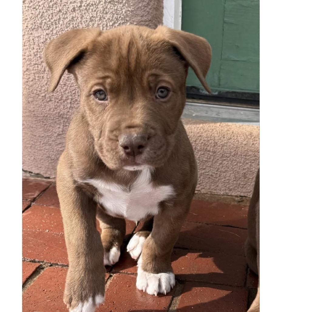 81 (2026) Copper, a Adoptable mixed breed in Parker, CO image 3/4