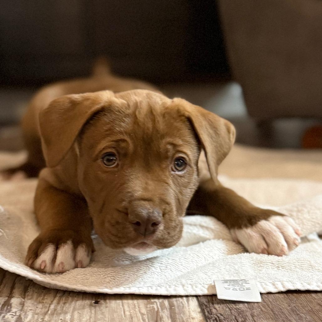 81 (2026) Copper, a Adoptable mixed breed in Parker, CO image 4/4