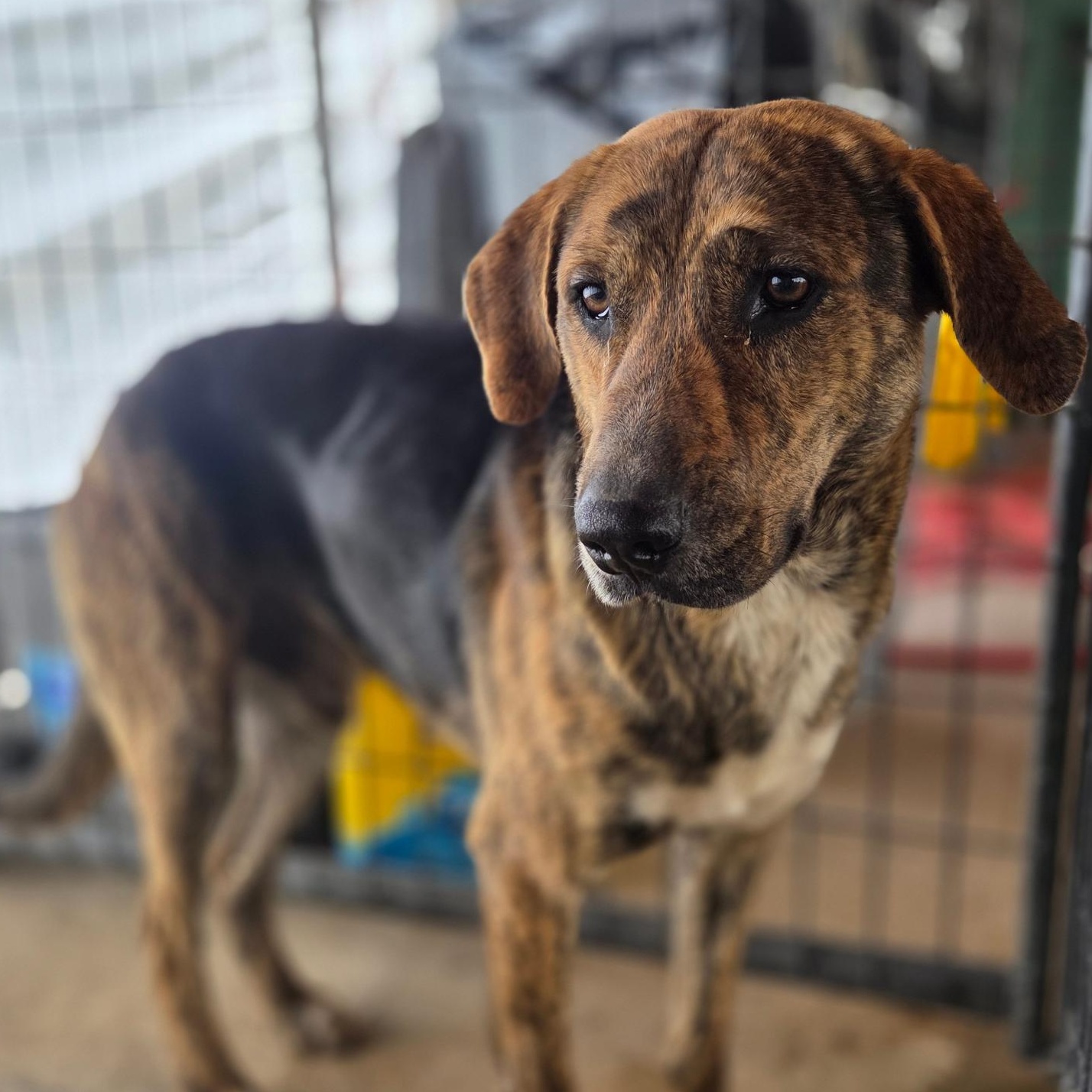 Bain, Adoptable, Young Male Hound.