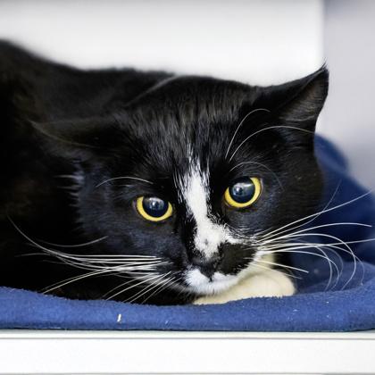 Enlarge Carrot (Barn Cat), a Adoptable mixed breed in Camano Island, WA image 1/1