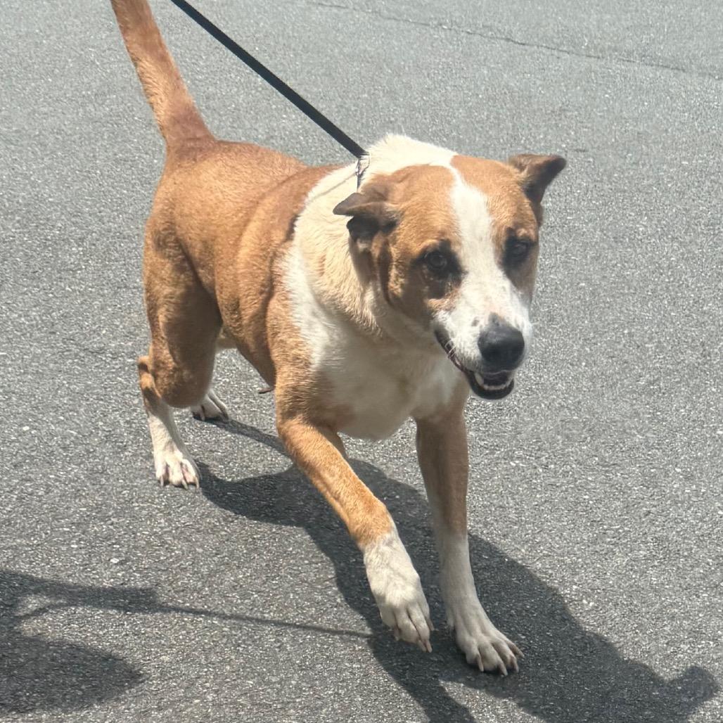 Ocean, Adoptable, Adult Male Mixed Breed.
