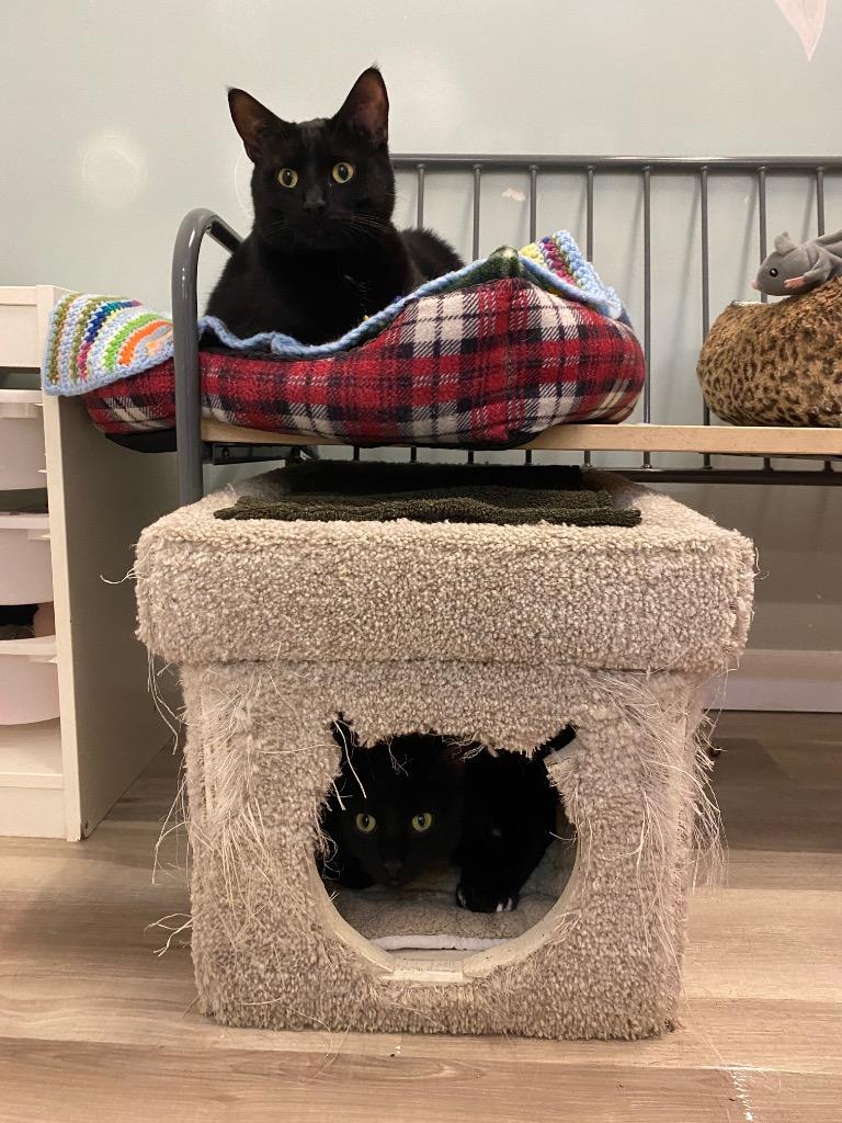 Knight / Mystery, Adoptable, Adult Male Domestic Short Hair.