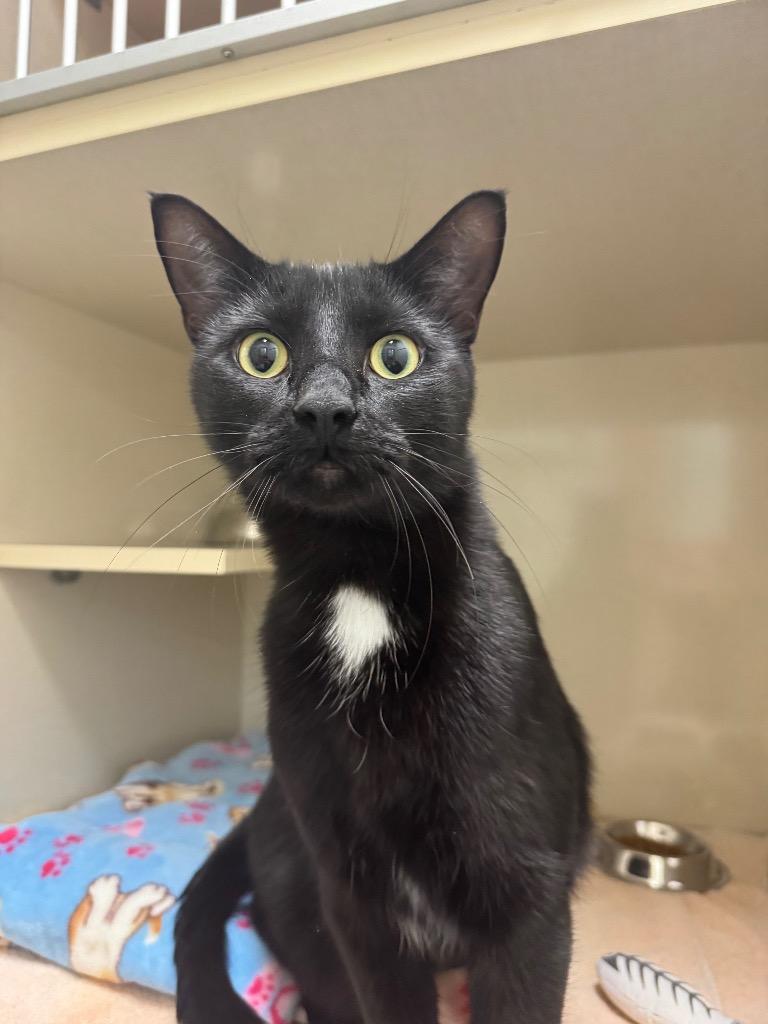 Enlarge Knight / Mystery, a Adoptable mixed breed in Winnipeg, MB image 2/2