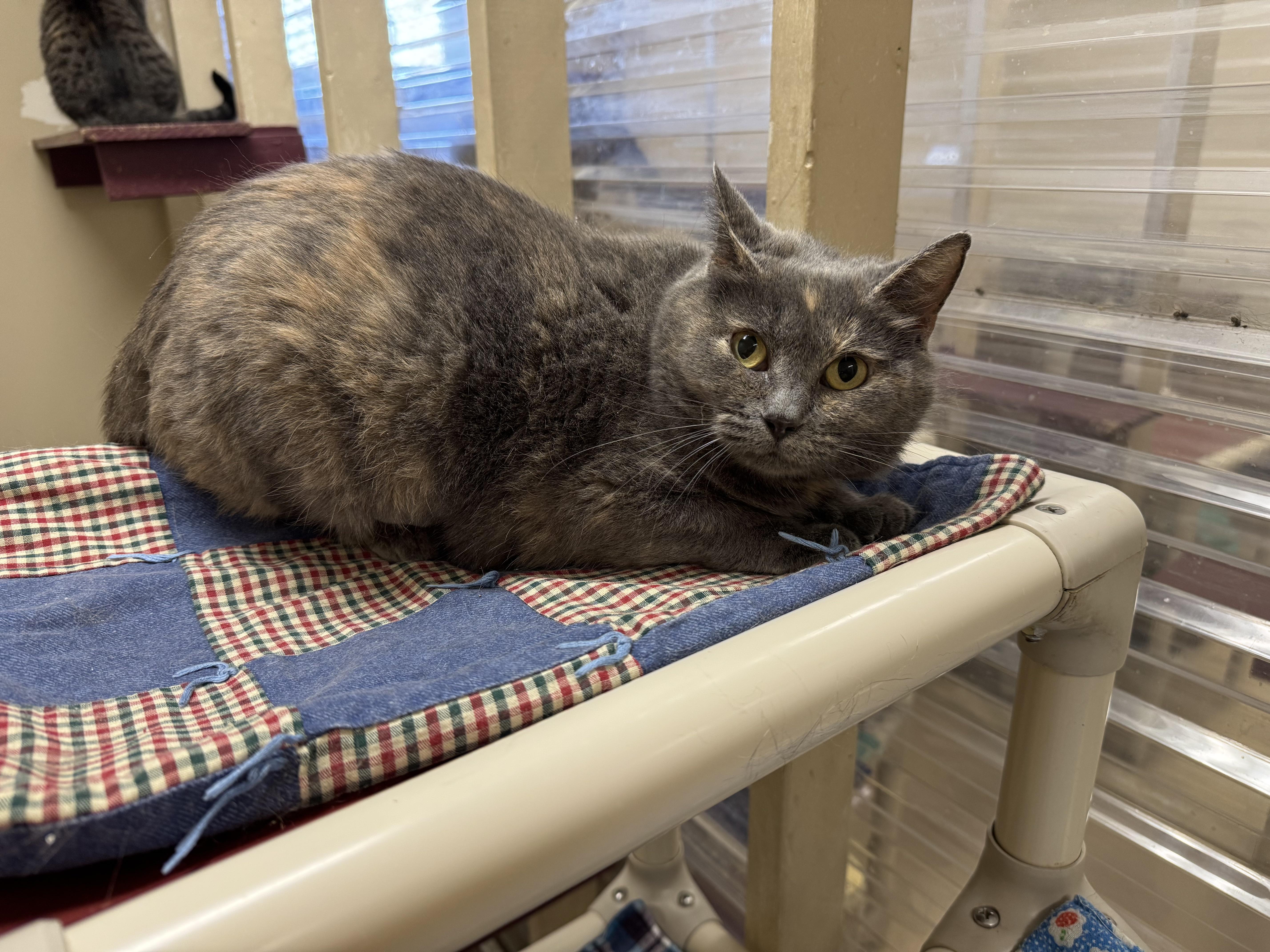 Winter, Adult Female Dilute Tortoiseshell
