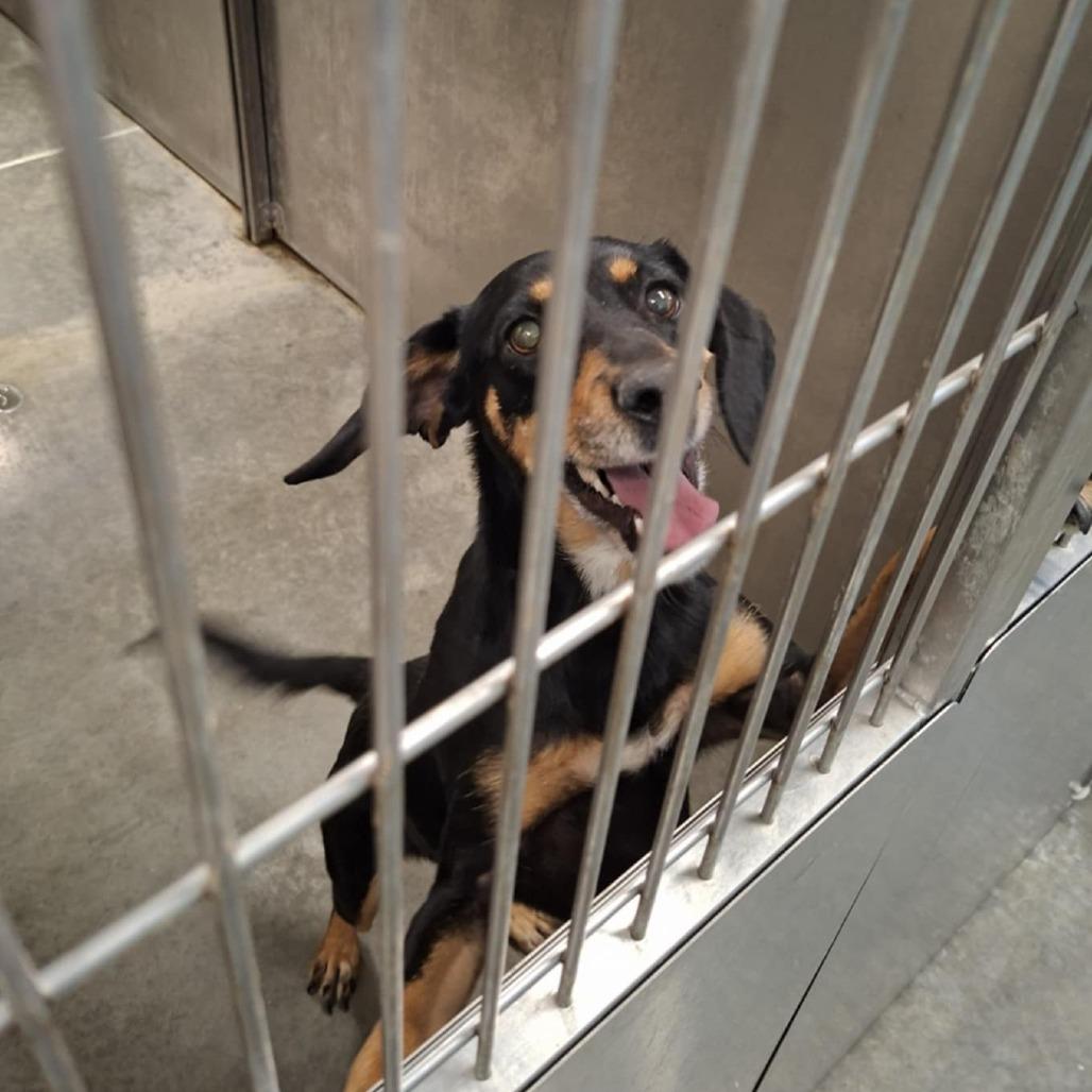 Mary Jay, Adoptable, Senior Female Pointer.