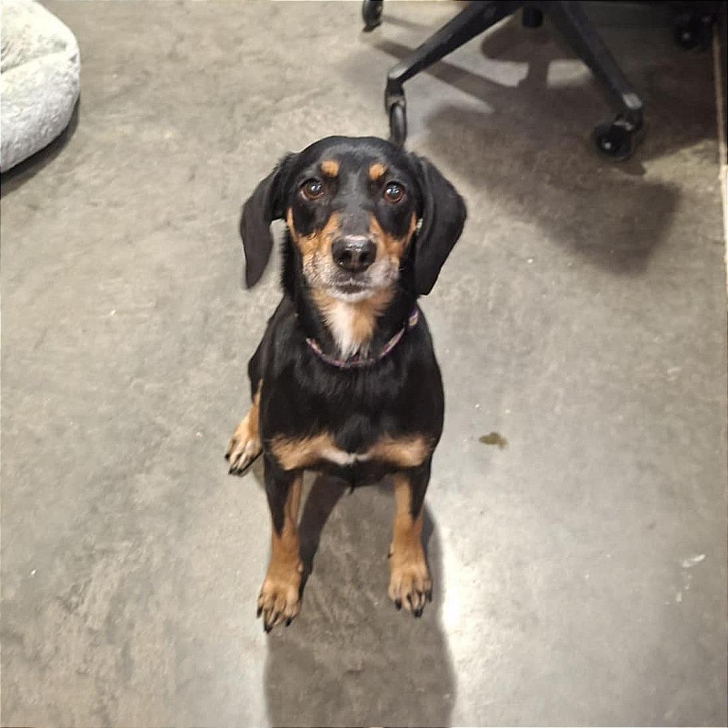 Enlarge Mary Jay, a Adoptable Pointer in Hannibal, MO image 3/4