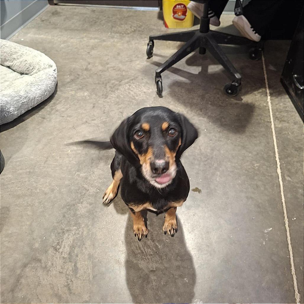 Enlarge Mary Jay, a Adoptable Pointer in Hannibal, MO image 4/4