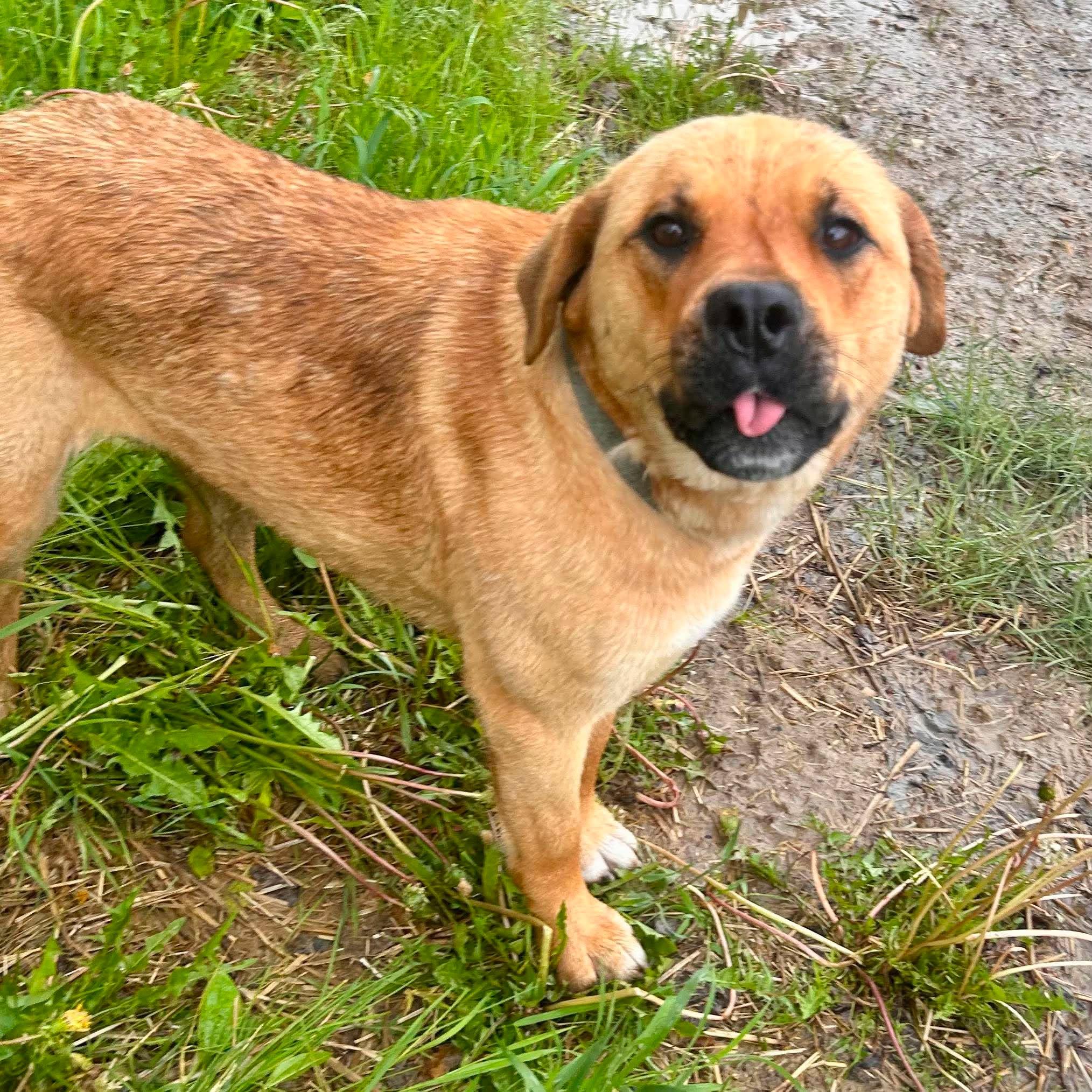 Sasha, Adoptable, Young Female Black Mouth Cur.