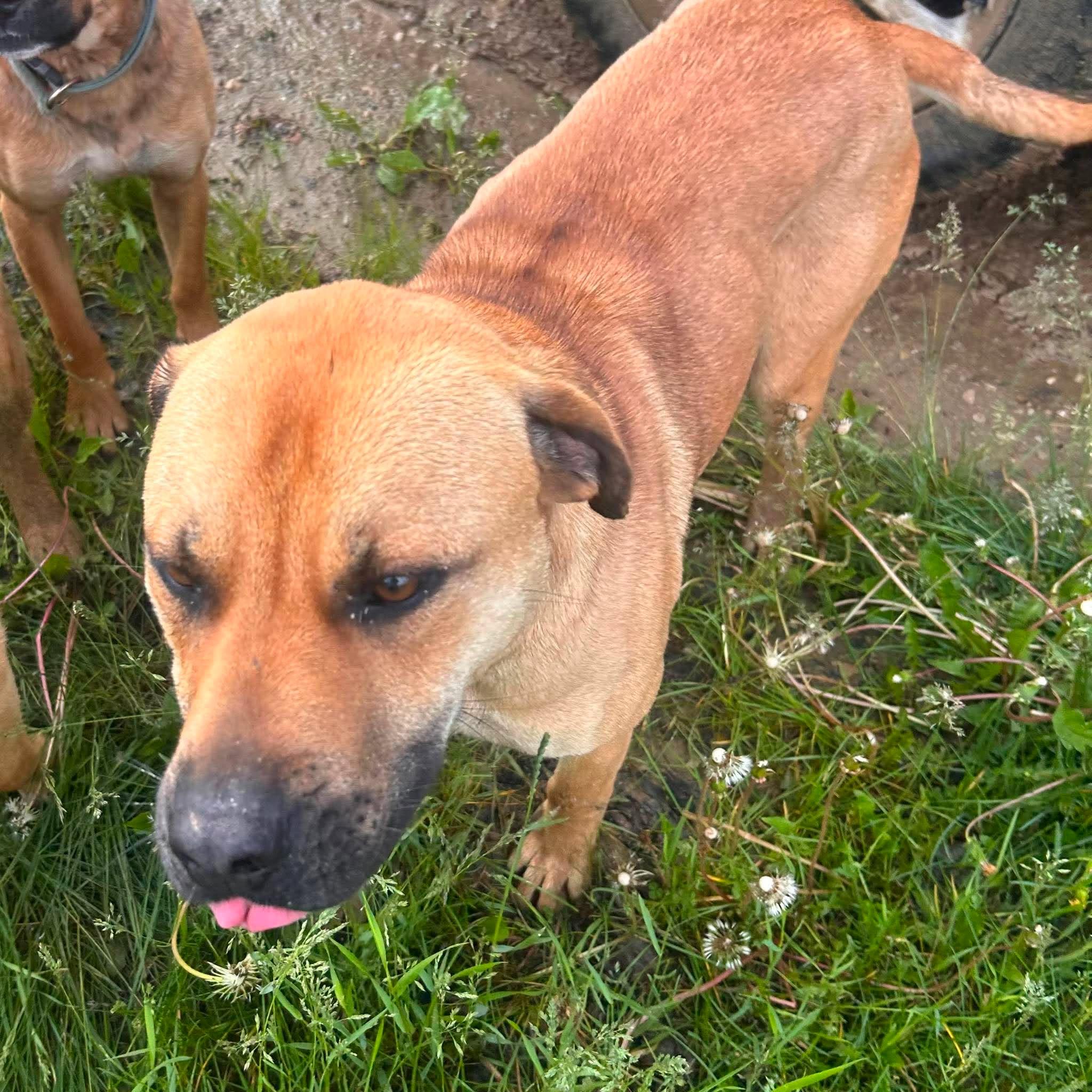 Sasha, a Adoptable mixed breed in Edmonton, AB image 6/6